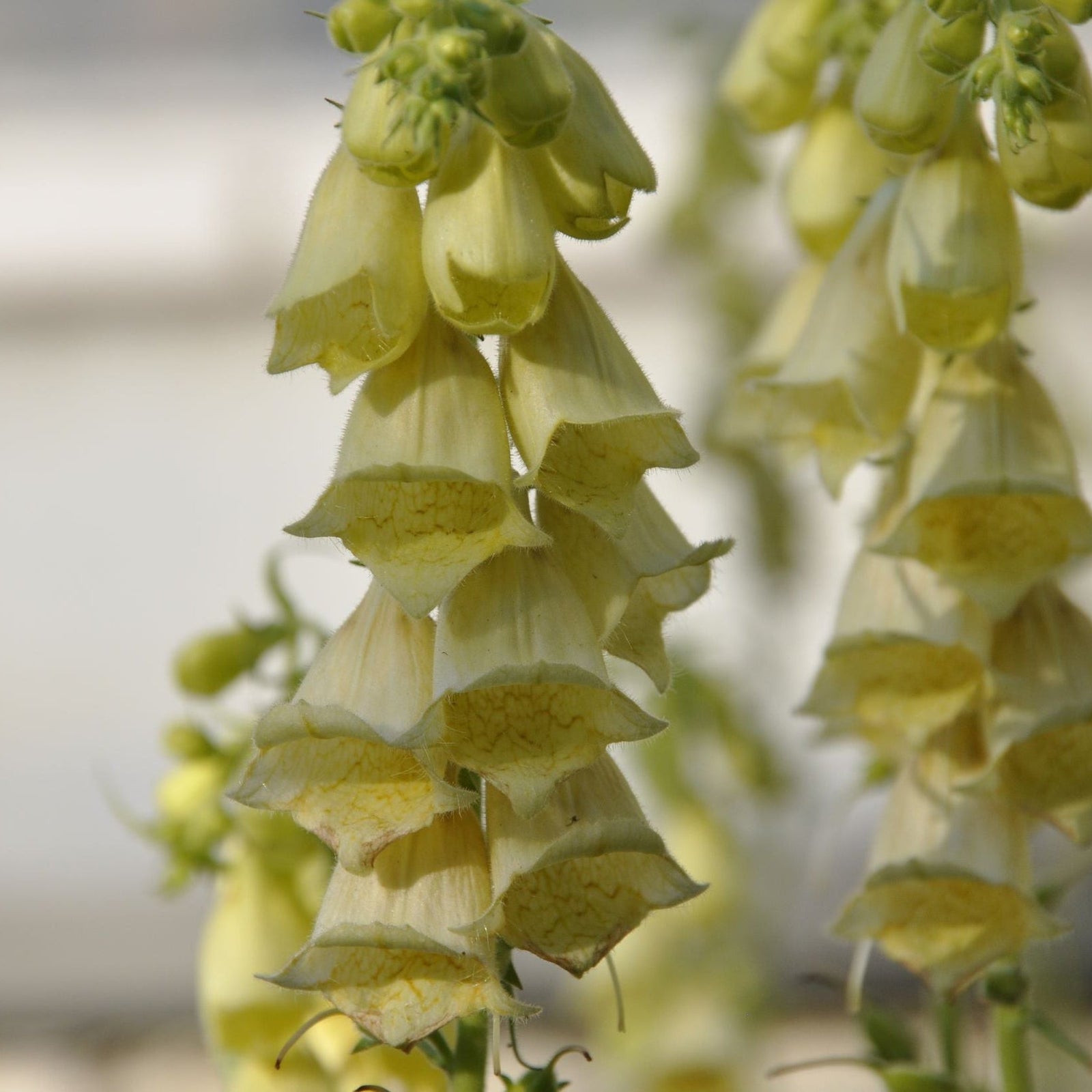 Close-up of pale yellow, bell-shaped blooms on Digitalis grandiflora 'Carillon' Dwarf Foxglove 9cm, hanging in clusters on tall stems—ideal for cottage gardens—with a softly blurred background.