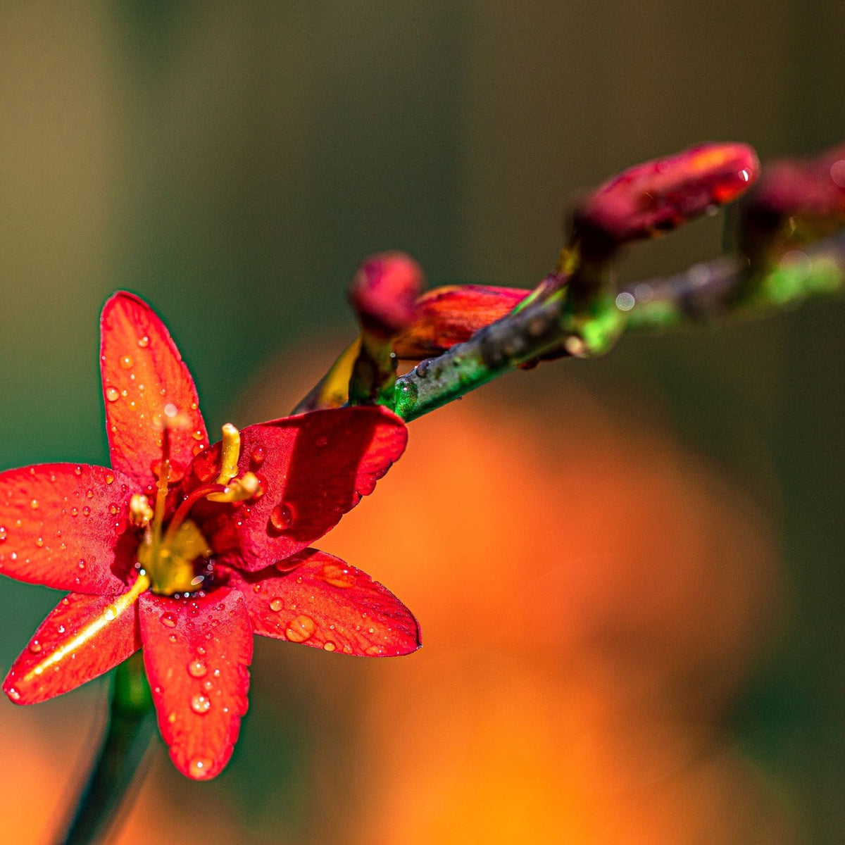 A close-up of Crocosmia x crocosmiiflora Babylon 9cm in bloom shows fiery orange petals with water droplets, set against a blurred green-orange background. Several buds on the stem hint at its extended flowering period.