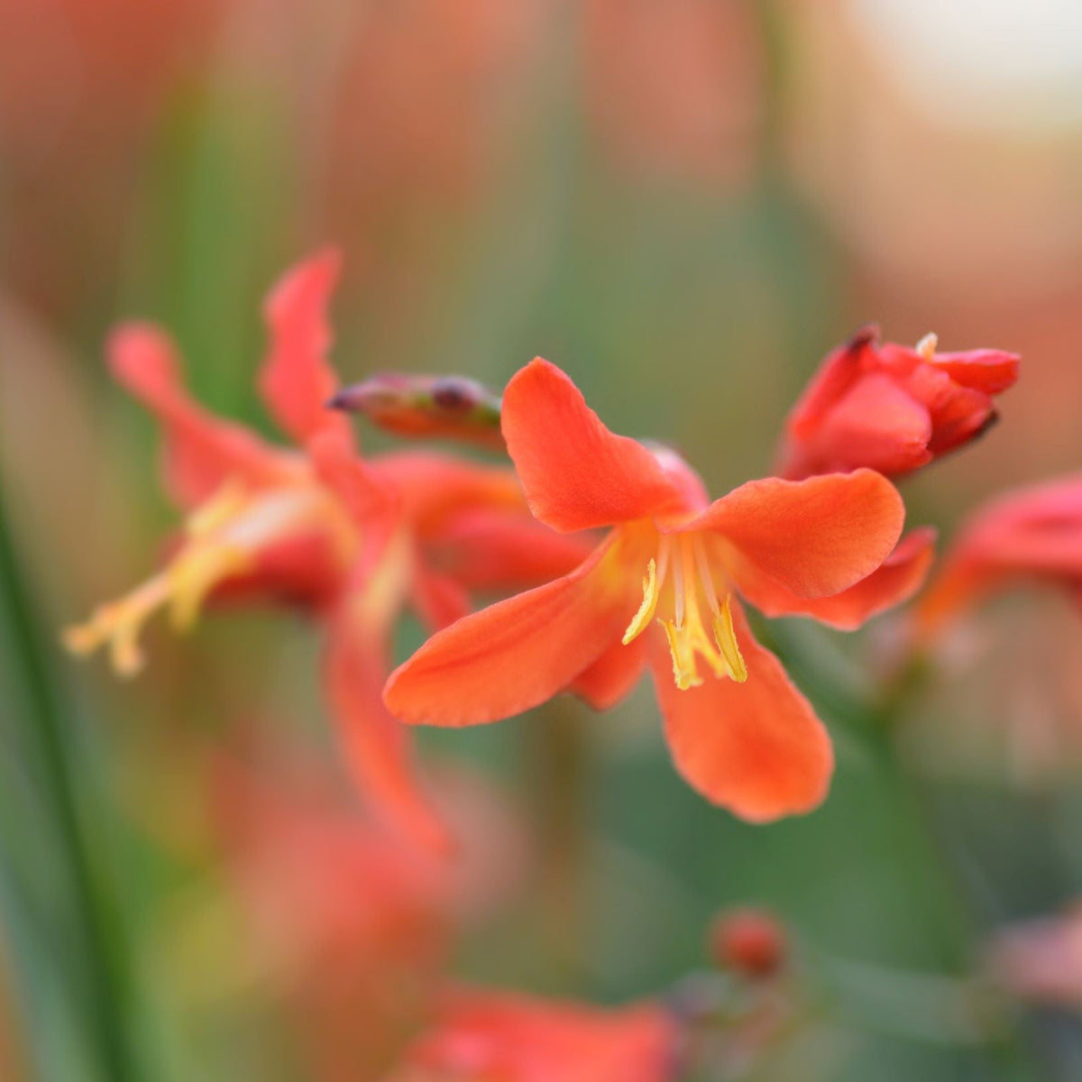 Crocosmia &#39;Carmine Brilliant&#39; 9cm/2L