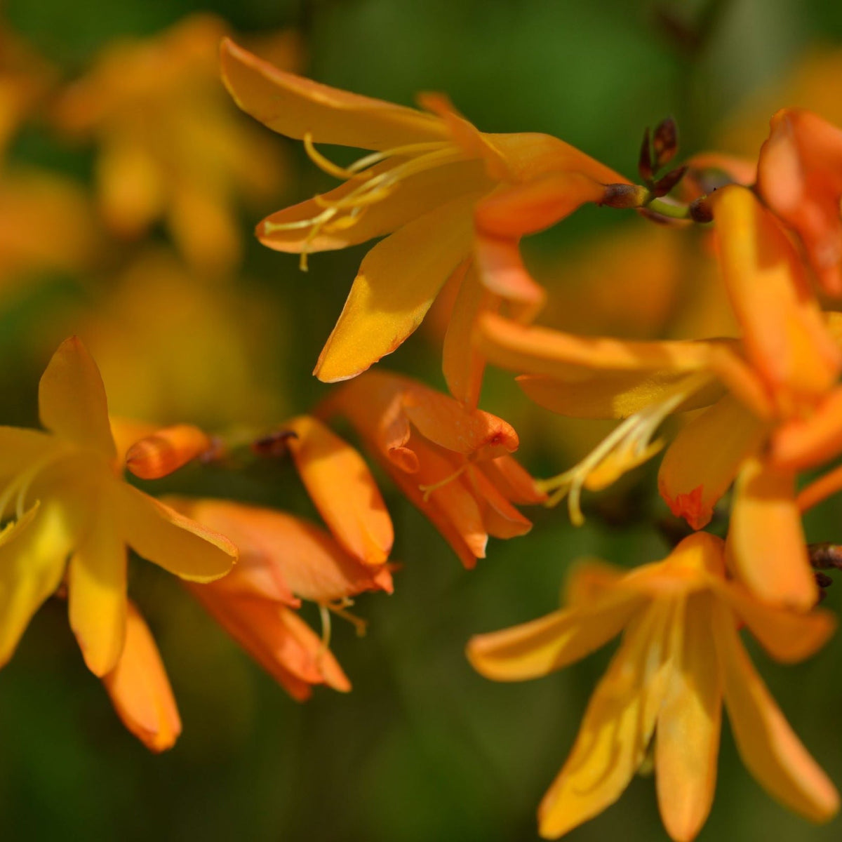 Close-up of Crocosmia × crocosmiiflora &#39;George Davidson&#39; 9cm, showcasing its vibrant amber yellow flowers against a soft green background. The image captures the intricate details and natural beauty of this long-flowering variety.