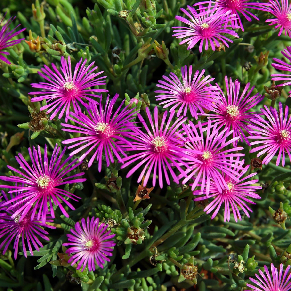 Bright pink Delosperma Cooperi 9cm features evergreen, spiky-petaled blooms with yellow centers above lush green leaves—an eye-catching ground cover perfect for adding vibrant color to your garden.