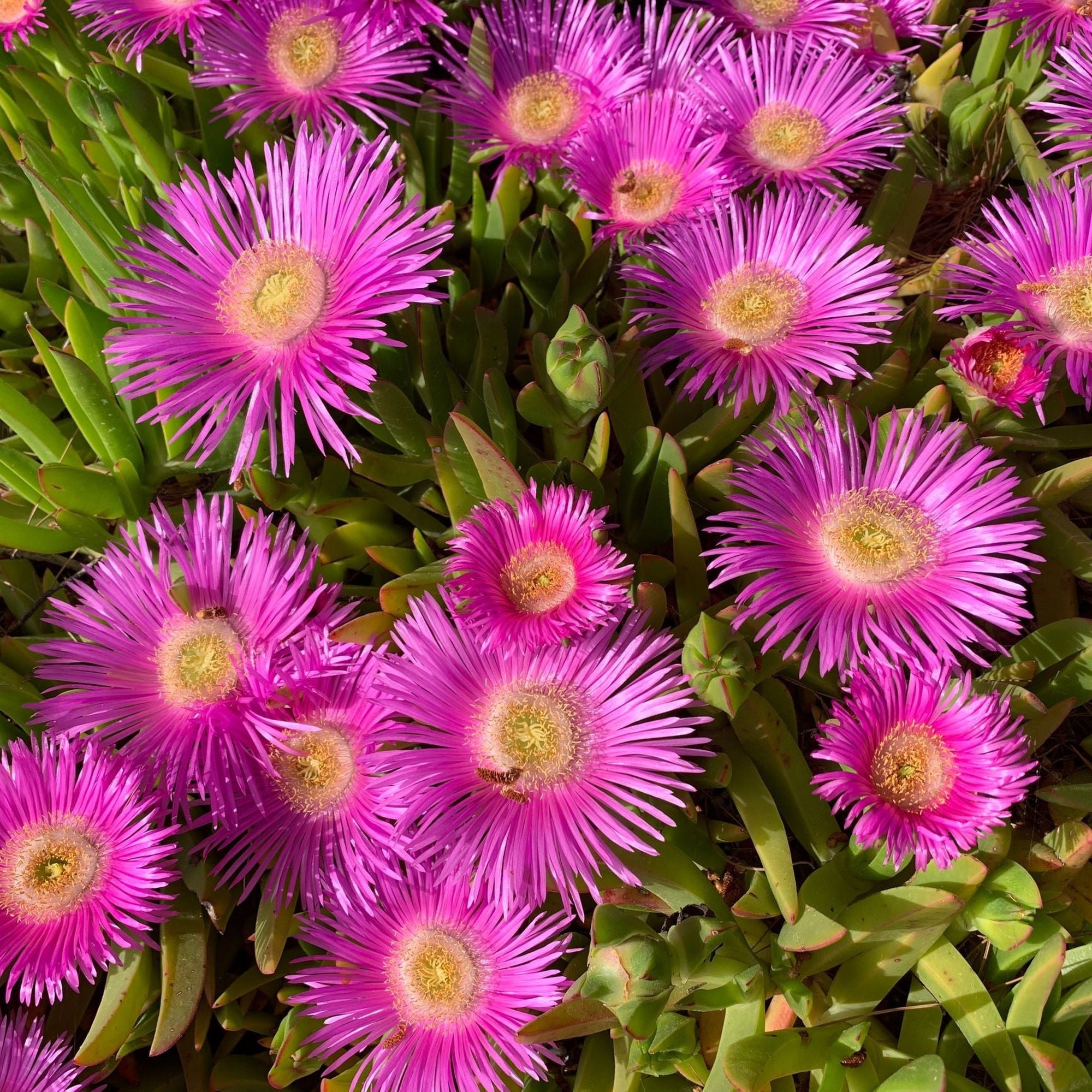 Delosperma 'Jewel of Dessert Candystone' 2L