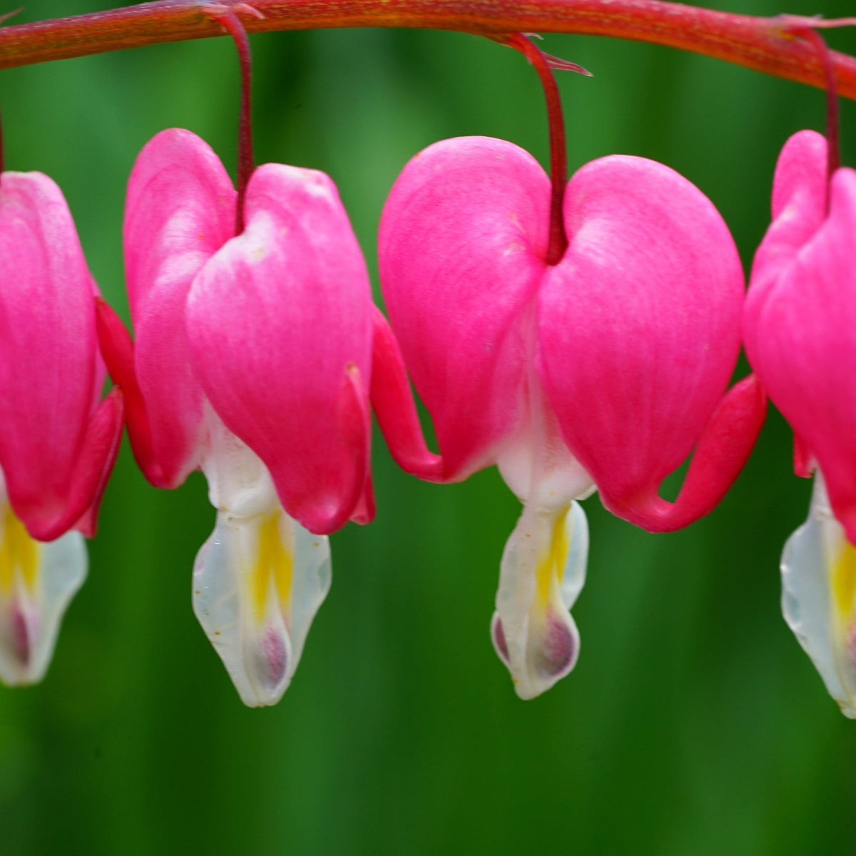 Close-up of Dicentra Spectabilis &#39;Bleeding Heart&#39; Pink (6cm - 2L) flowers, with heart-shaped pink and white blooms on curved stems—an enchanting, shade-loving perennial perfect for any garden.