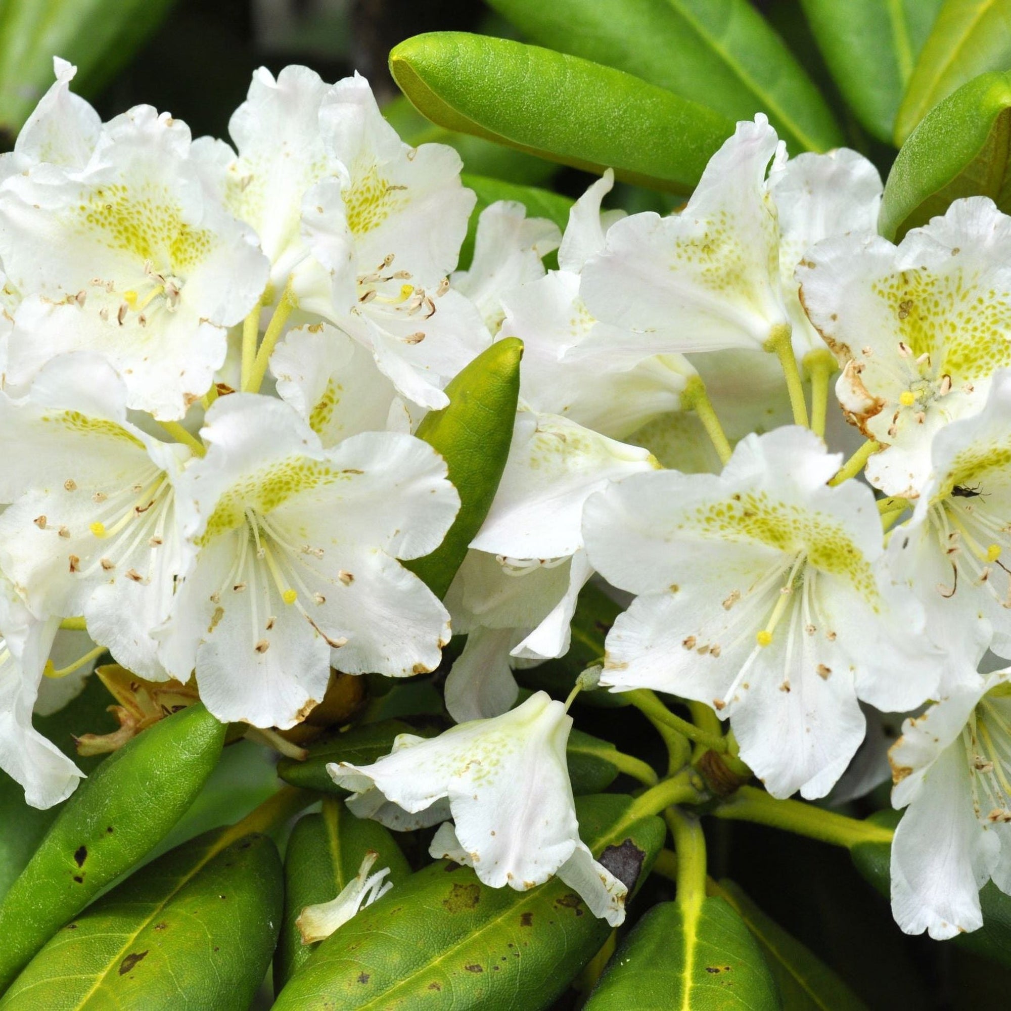 Rhododendron Dwarf White ‘Dora Amateis’ 2L