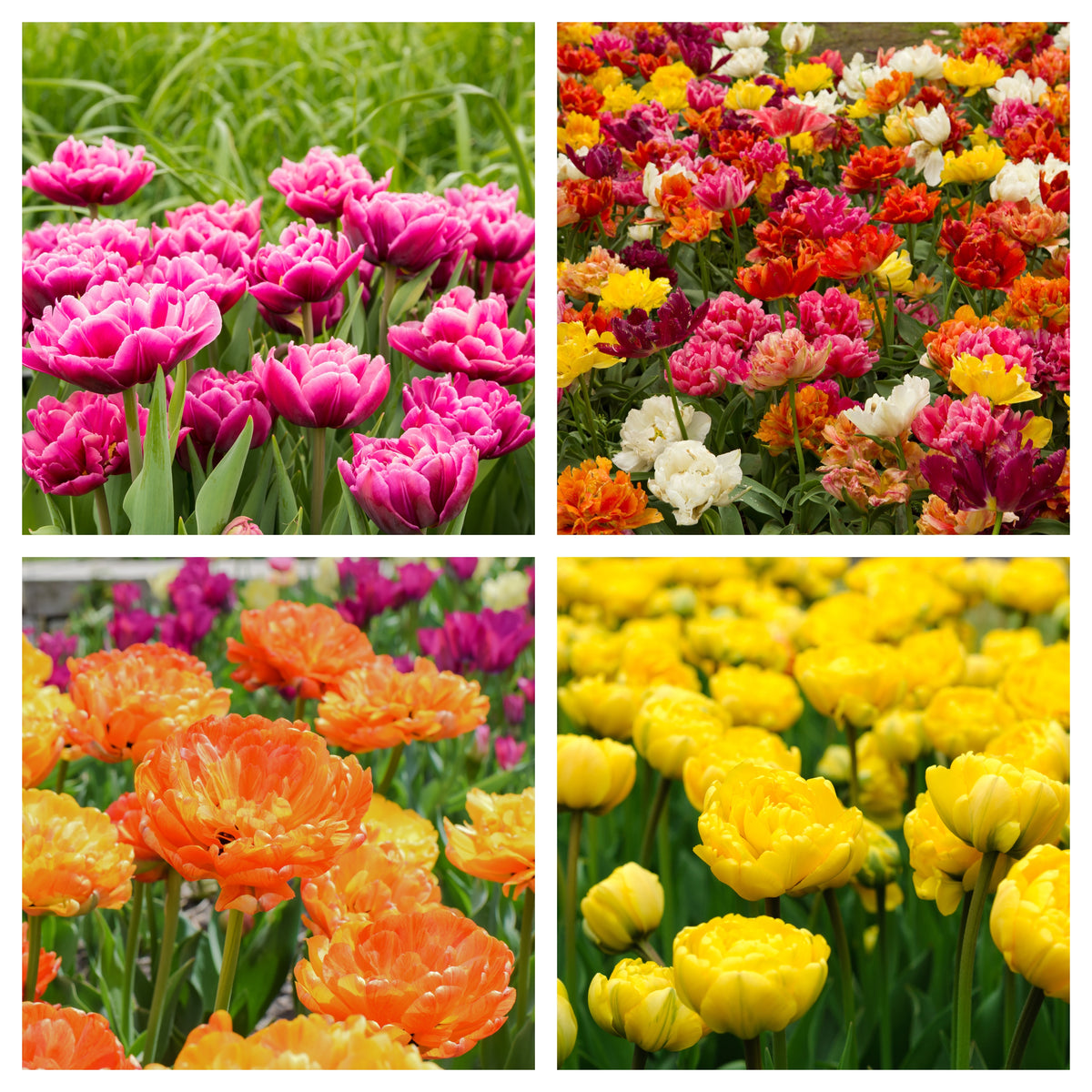 A collage of four photos displays Tulip Double Early Mixed (4 Bulbs) in full bloom—pink, orange, yellow, and a vibrant red-yellow-white mix—thriving in garden beds, showcasing the lush beauty from these premium peony-style tulips.