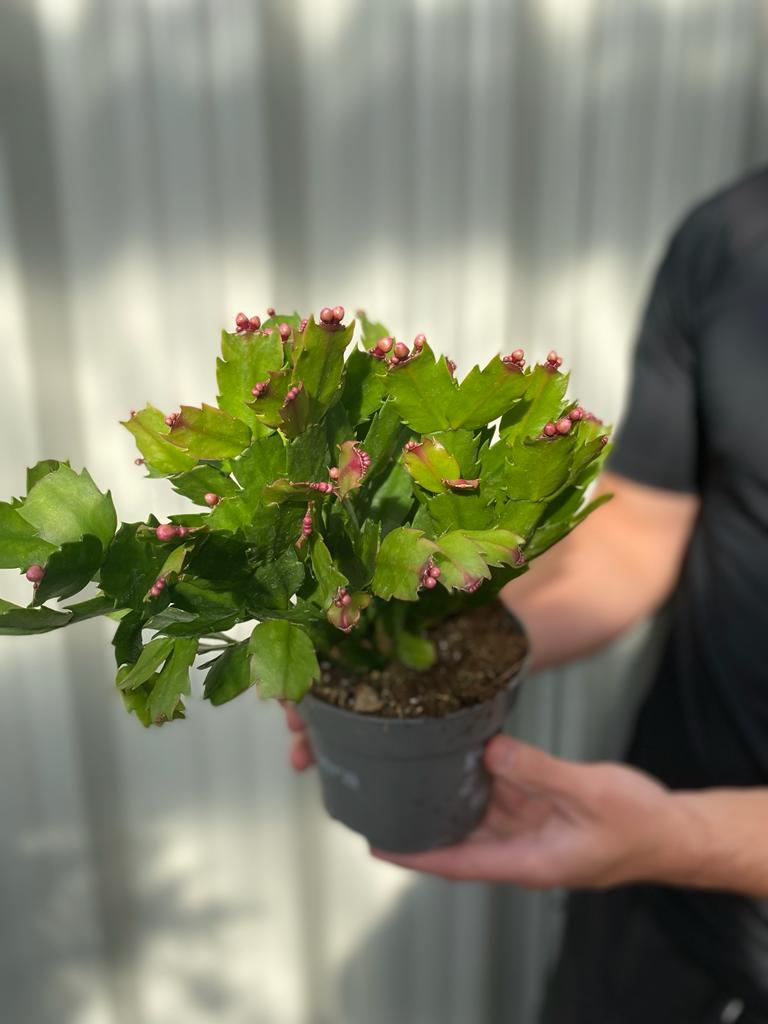 A person in a black shirt holds a Christmas Cactus (Schlumbergera bridgesii) with green, serrated leaves and clusters of small pink flower buds against a softly blurred, light-colored background.