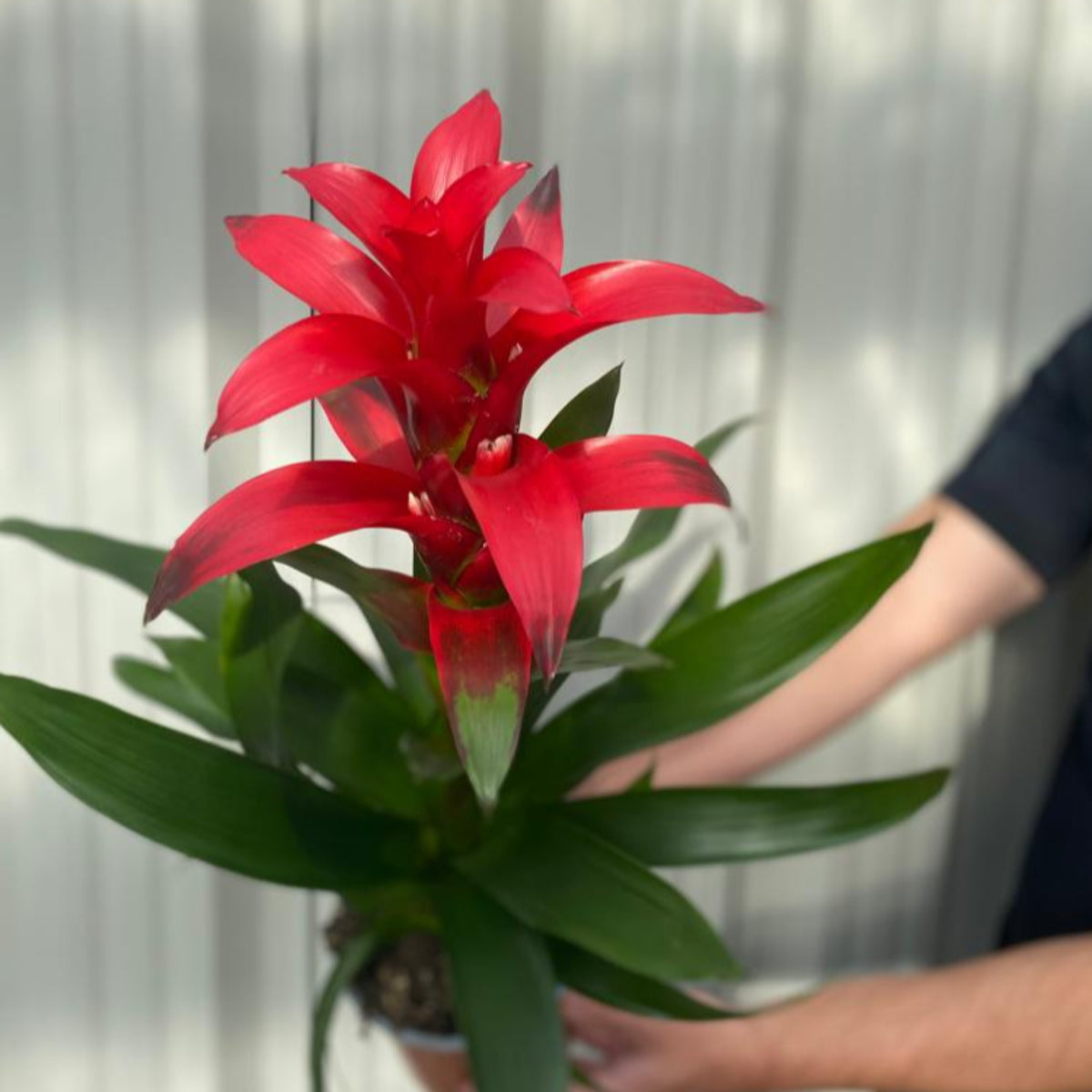 A person holds a Guzmania amaretto - Red, a potted indoor plant with bright red, star-shaped flowers and glossy green leaves, against a light-colored ribbed background. Ideal for bright indirect light, it thrives in any space.