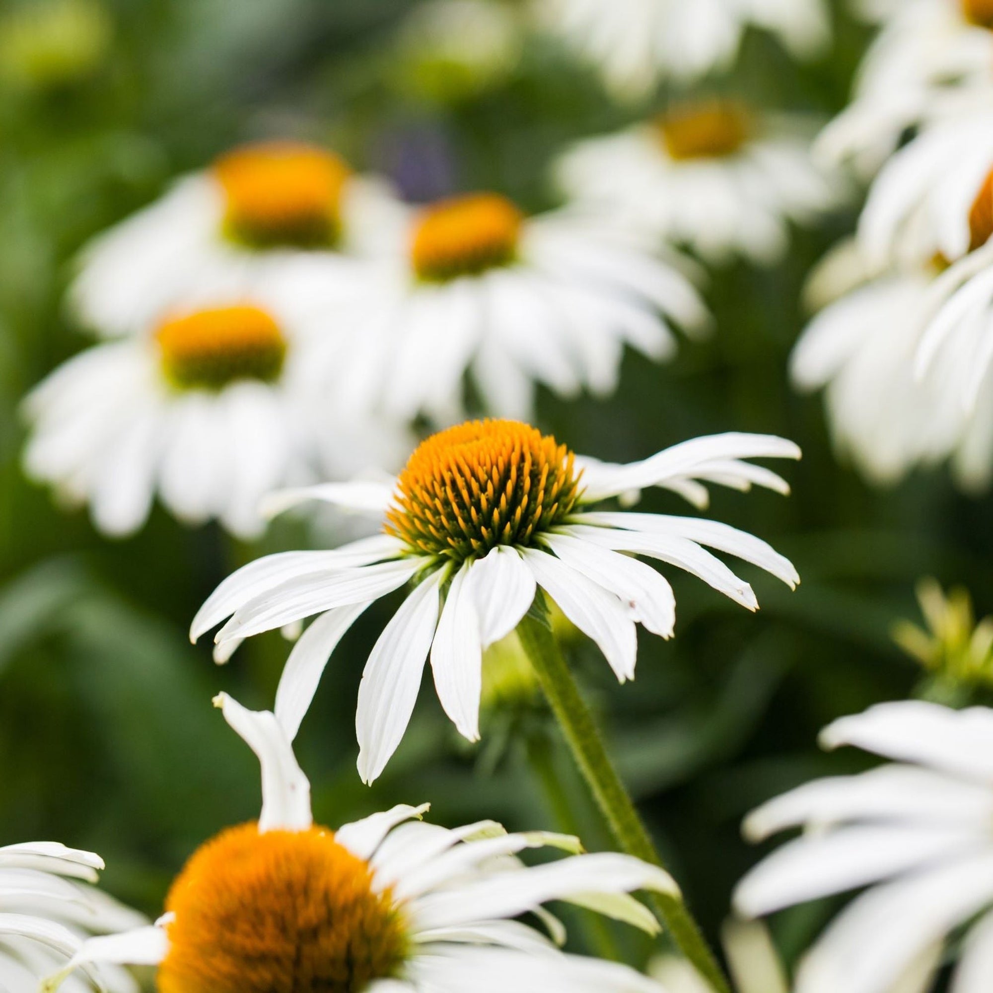 Echinacea purpurea 'PowWow' White 9cm