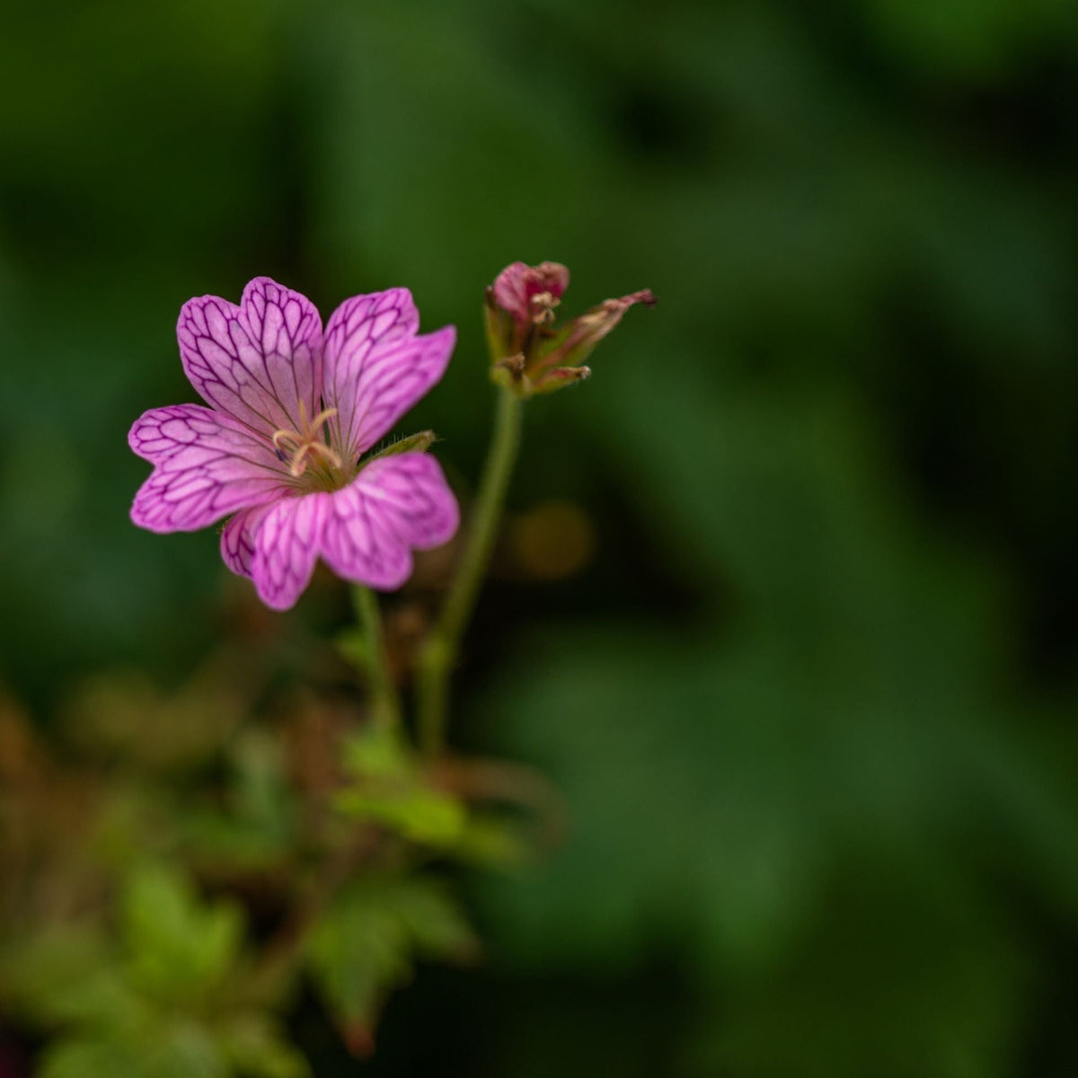 A close-up of a single Erodium &#39;Bishops Form&#39; 9cm bloom with purple-veined pink petals on a green stem. Ideal as a perennial groundcover, it stands out against blurred foliage, highlighting the flower’s delicate beauty.