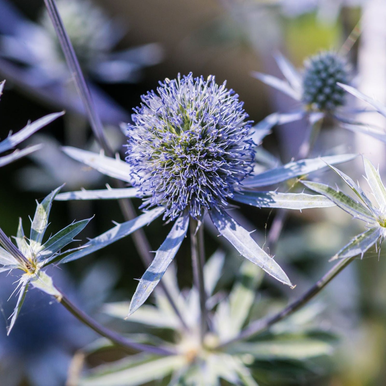 Close-up of Eryngium 'Blue Hobbit' 9cm / 2L, a compact perennial with spiky blue thistle flowers and silvery-green leaves, set against a soft-focus background of other drought-tolerant plants.