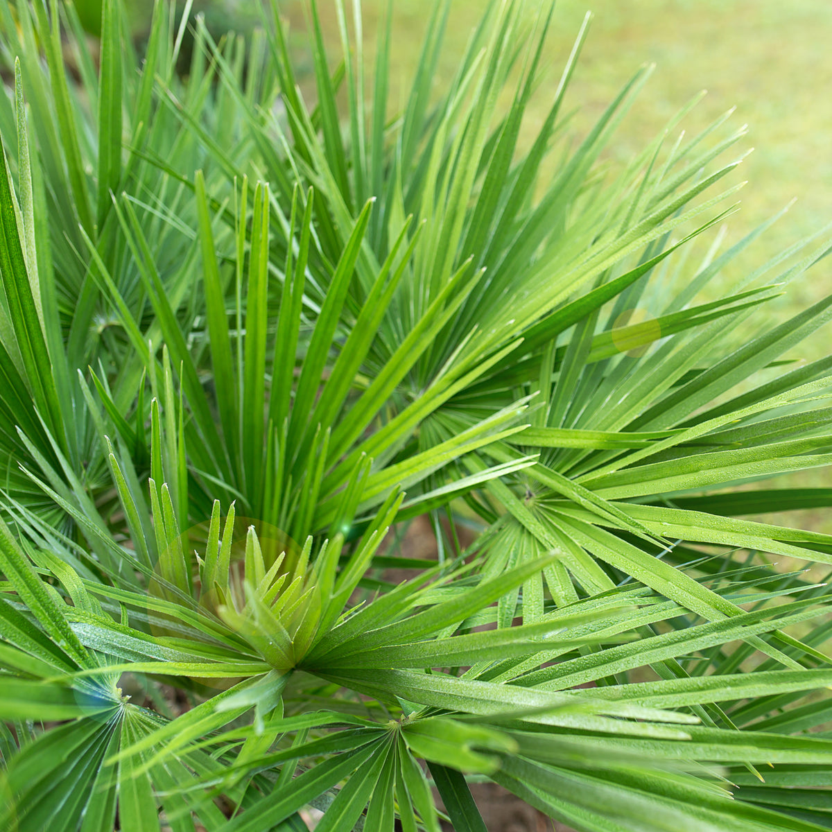 Close-up of Chamaerops humilis - Hardy Fan Palm leaves with long, slender fronds radiating outward. The blurred background highlights vibrant foliage, ideal for tropical or Mediterranean gardens. Available in 2 sizes.