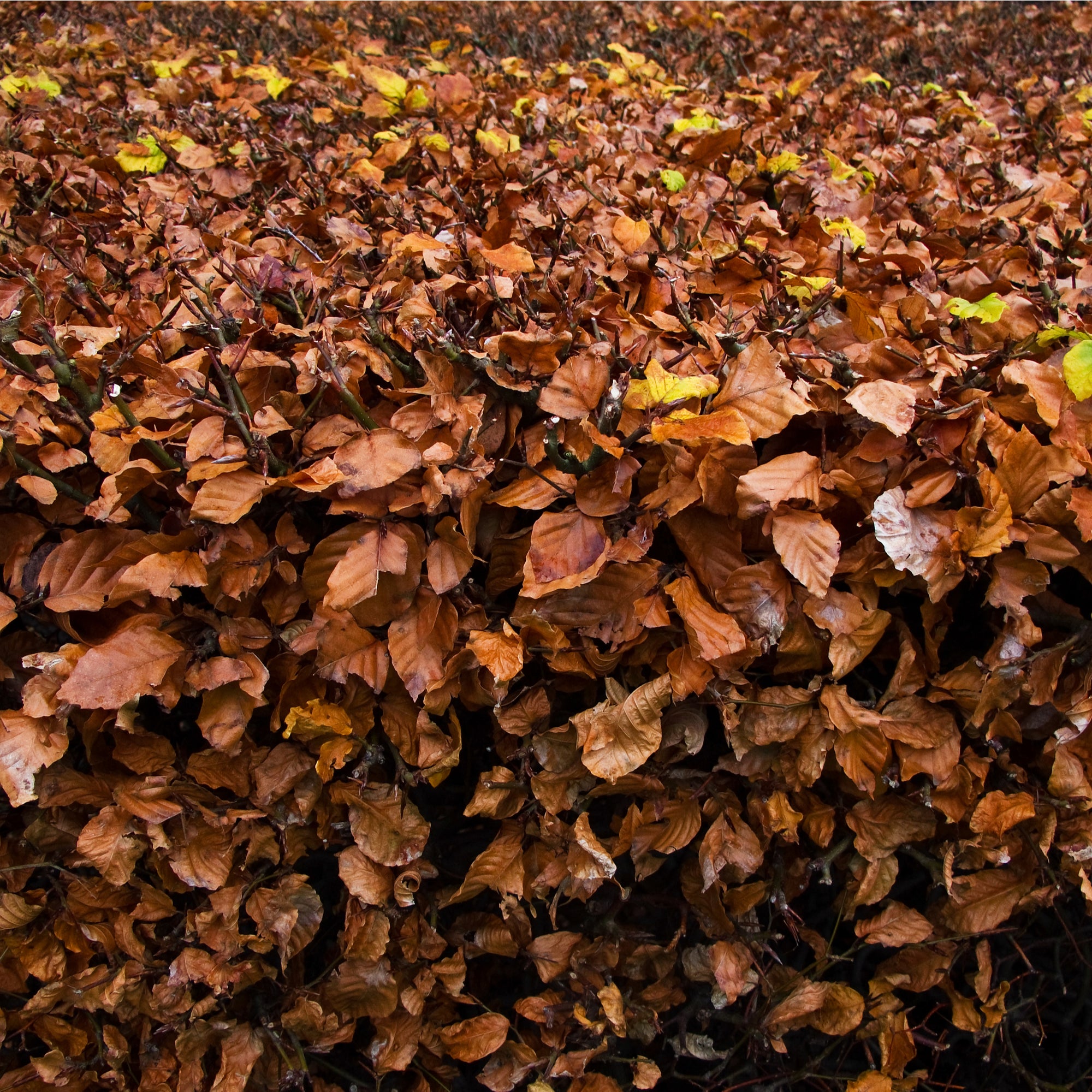 Fagus - Beech Hedging (10 Plants)