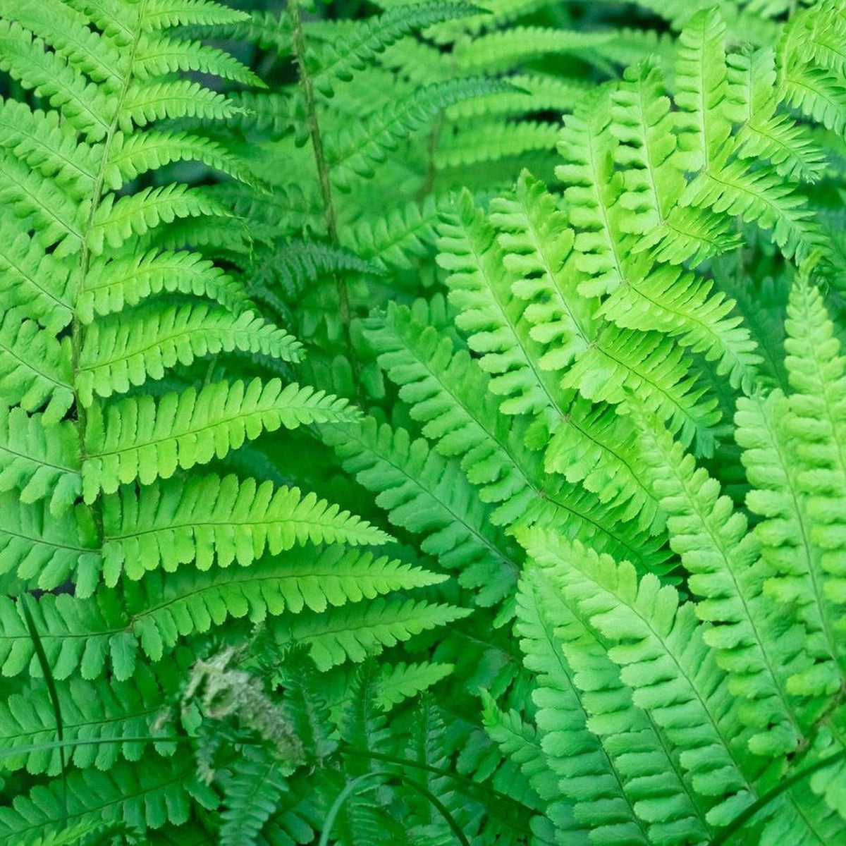 Close-up of vibrant green Established Dryopteris Fern - 10L, overlapping fronds with intricate patterns and textures, perfect for shade planting in lush, natural landscapes.