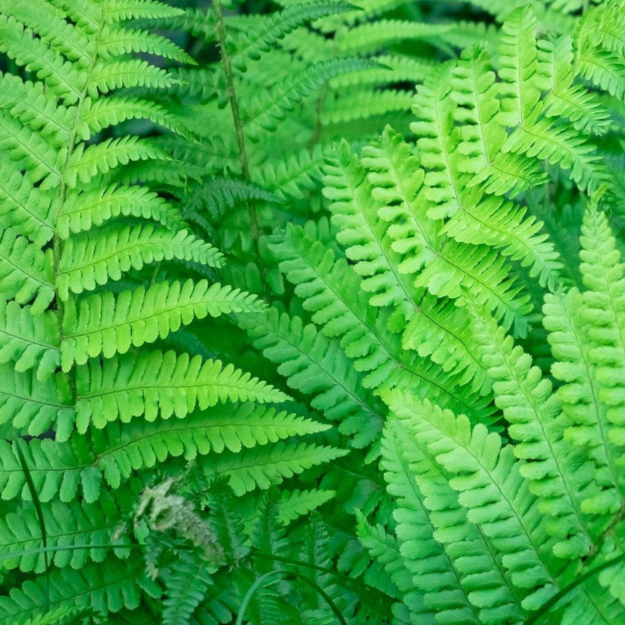 Established Dryopteris Fern - 10L