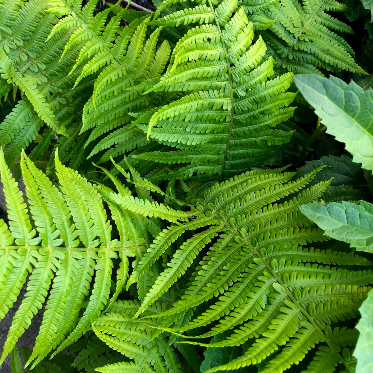 Close-up of lush, dark green fronds of Ferns Polystichum (11cm Growers Pot), overlapping to fill the frame. Intricate leaf patterns and textures are highlighted by lighting, showcasing the plant’s fresh and vibrant look for shaded gardens.