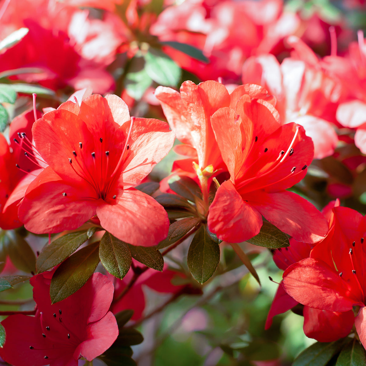Azalea Japonica &#39;Fete des Meres&#39; 2L displays bright red blooms and lush green leaves, with vibrant petals and dark stamens. This evergreen shrub stands out against a soft background of more red flowers, all bathed in sunlight.