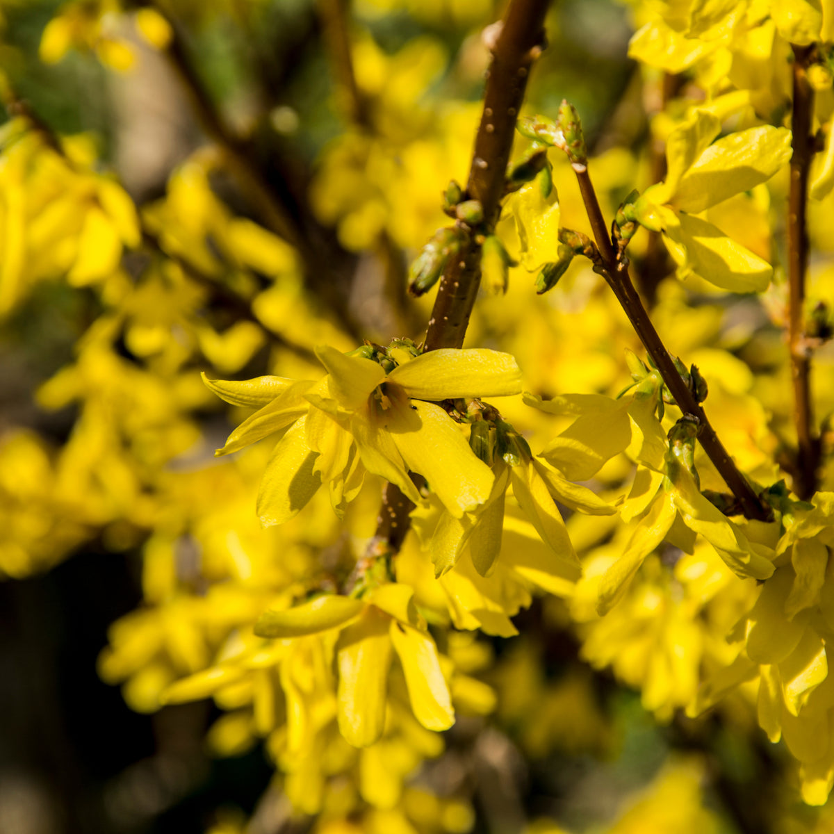 Forsythia x intermedia &#39;Mikador&#39; 5L