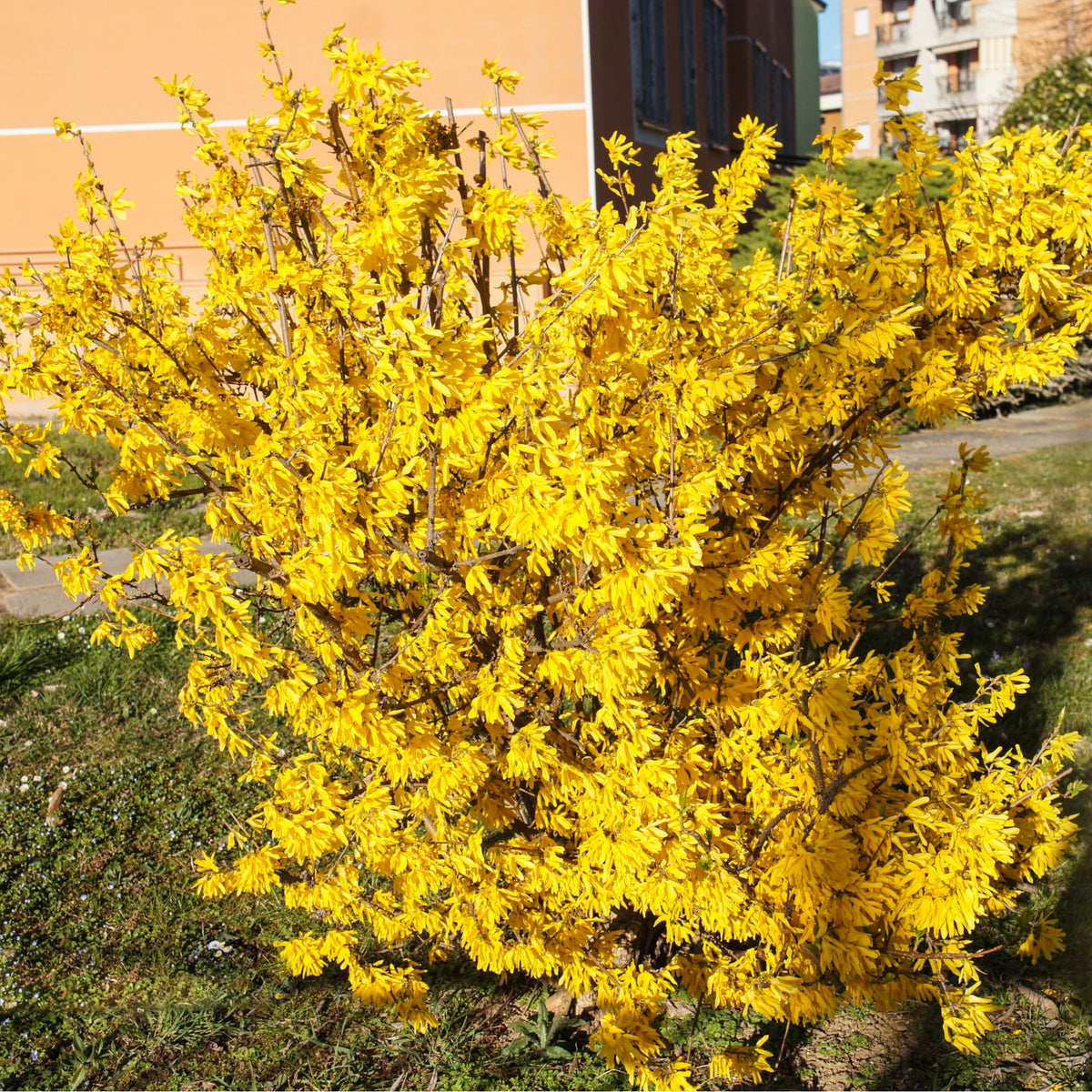 Forsythia x intermedia &#39;Mikador&#39; 5L