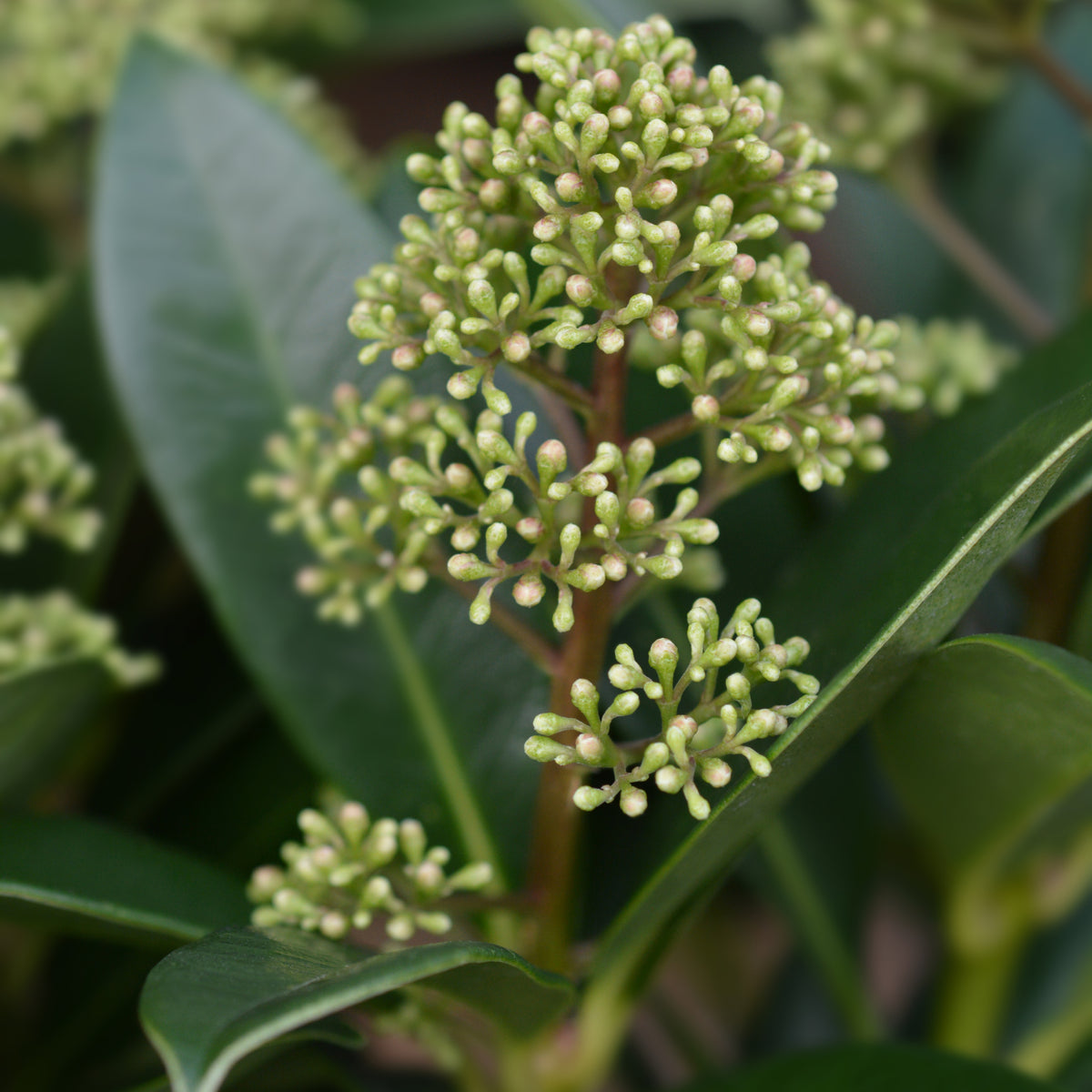 Close-up of green clustered flower buds on Skimmia japonica &#39;Finchy&#39; (10.5cm / 2L / 5L) with glossy dark green leaves—a classic winter garden plant known for fragrant, bell-shaped flowers.