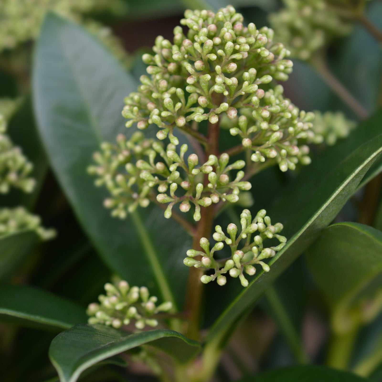 Skimmia japonica 'Finchy' in 10.5cm, 2L, or 5L pots, featuring clusters of small, round, light green buds atop each stem, displayed on a stone surface with other potted plants.