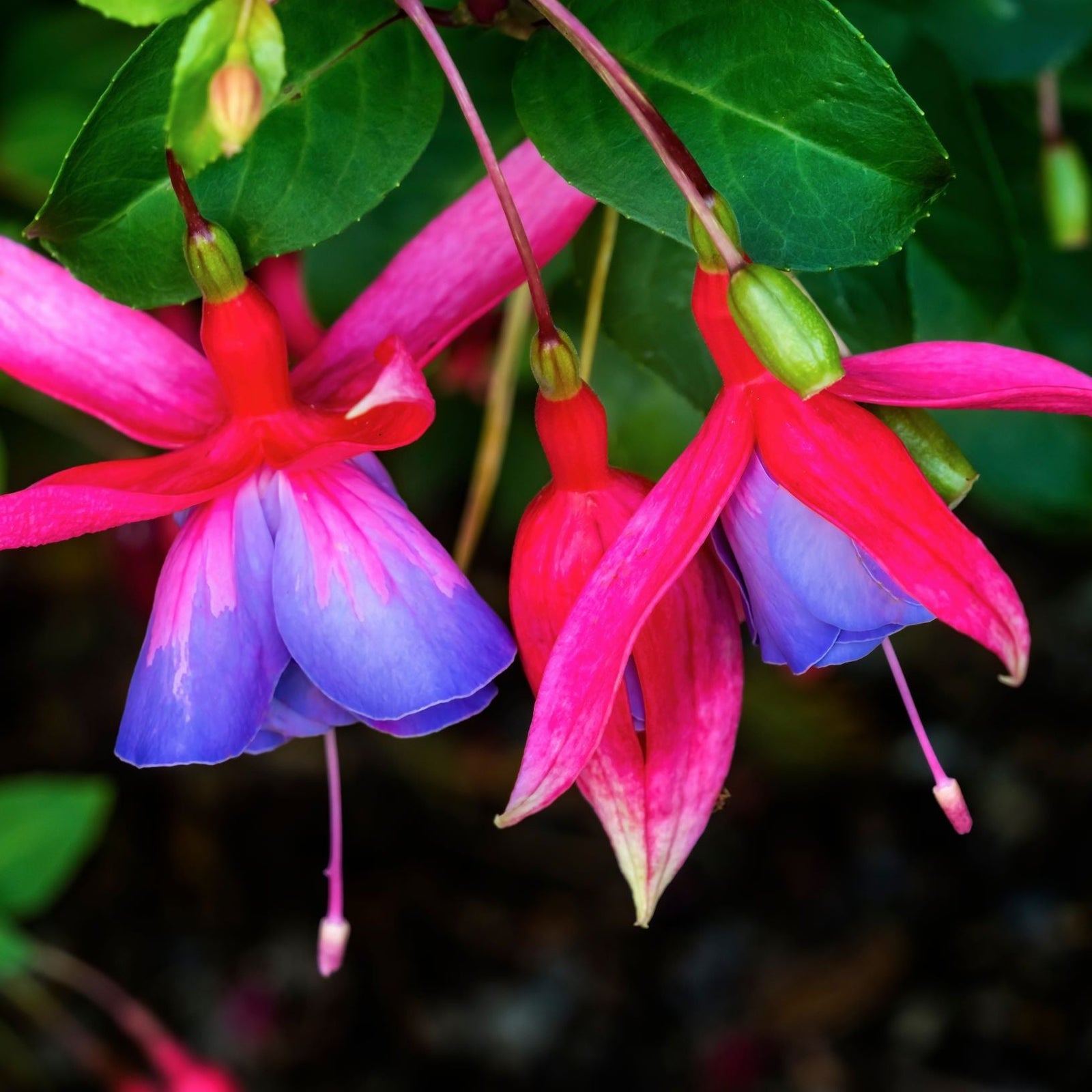 Hardy Fuchsia 'Genii' (9cm/2L) features two fuchsia flowers with vibrant pink and purple blooms, long slender stamens, and delicate bell-like shapes hanging amid golden foliage.