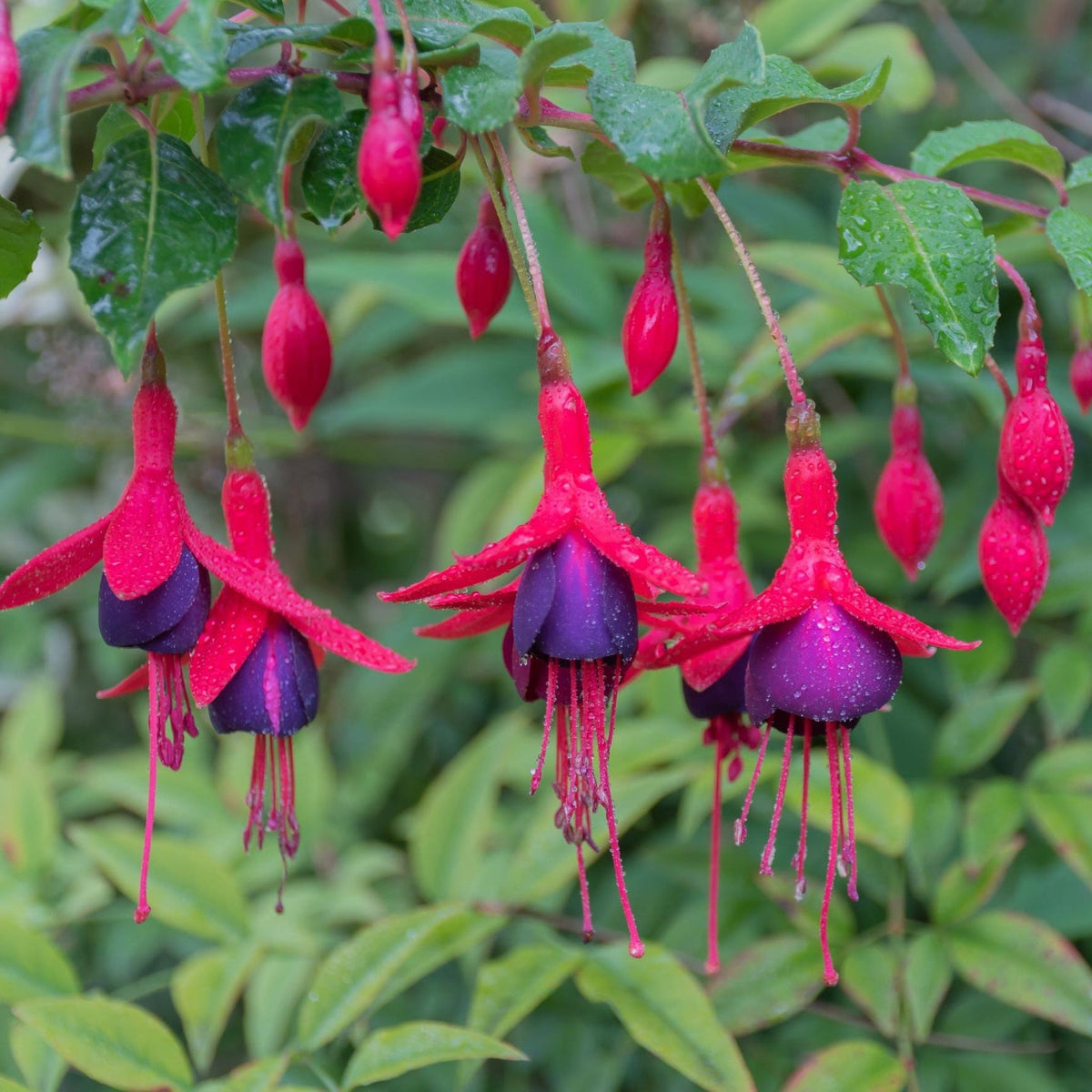 Hardy Fuchsia | Lost Label | 2L/3L features pink and purple, downward-hanging blooms covered in water droplets, set against green leaves—ideal for garden borders.