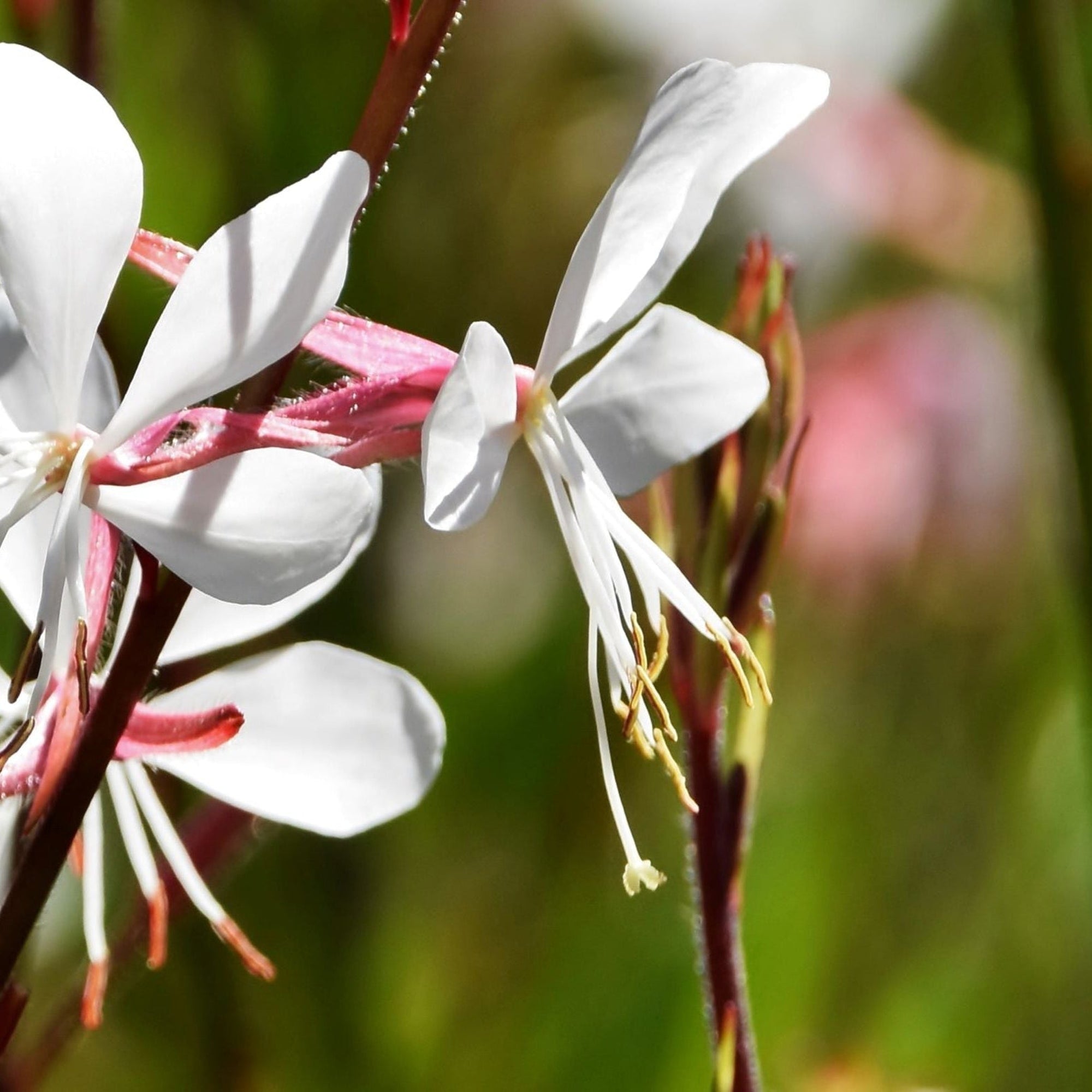 Gaura 'Whirling Butterflies' 9cm Growers Pot