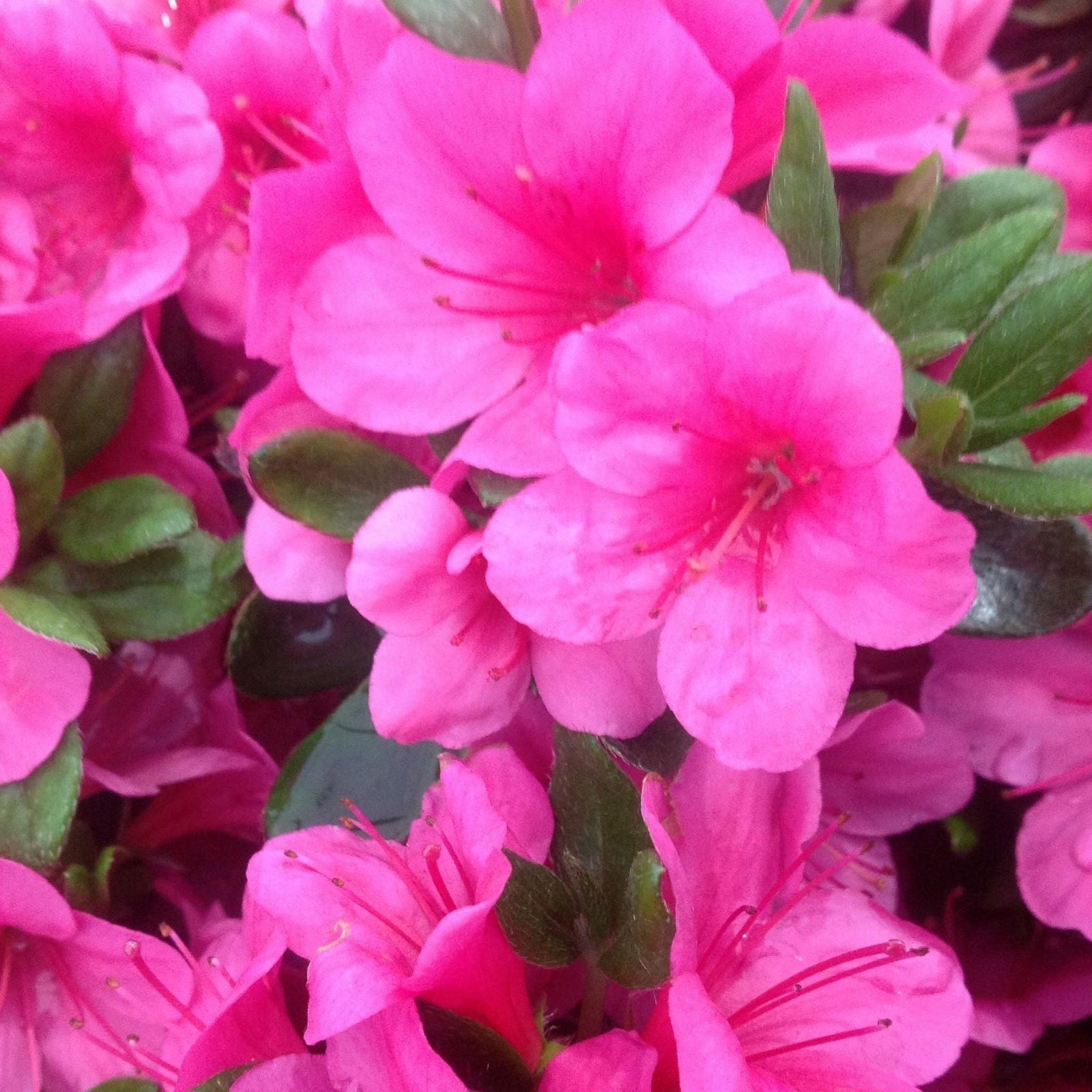 A smiling man with shoulder-length hair, in a black shirt, stands outside holding an Azalea 'Geisha Pink' 3L—a potted shrub with green leaves and a pink flower tag—in front of a wooden fence.