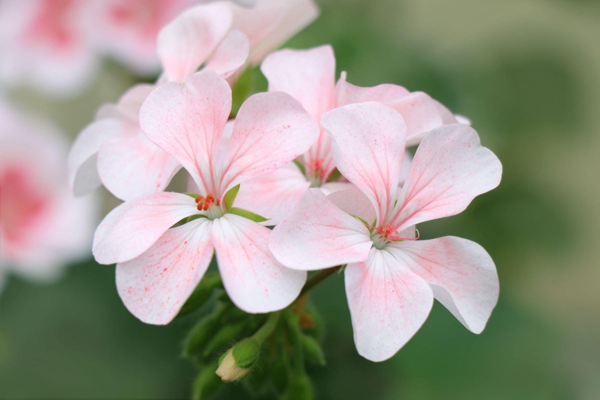 Close-up of Scented White Geranium &#39;Cola-Lemon&#39; flowers, featuring delicate white petals with subtle pale pink streaks, perfect for patio containers, set against a soft-focus green background.