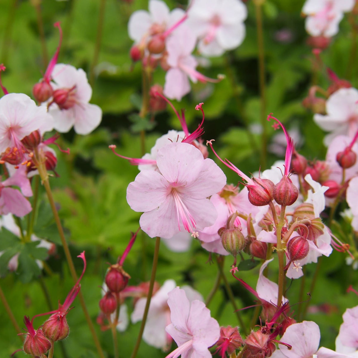 Geranium &#39;Biokovo&#39; 9cm/2L