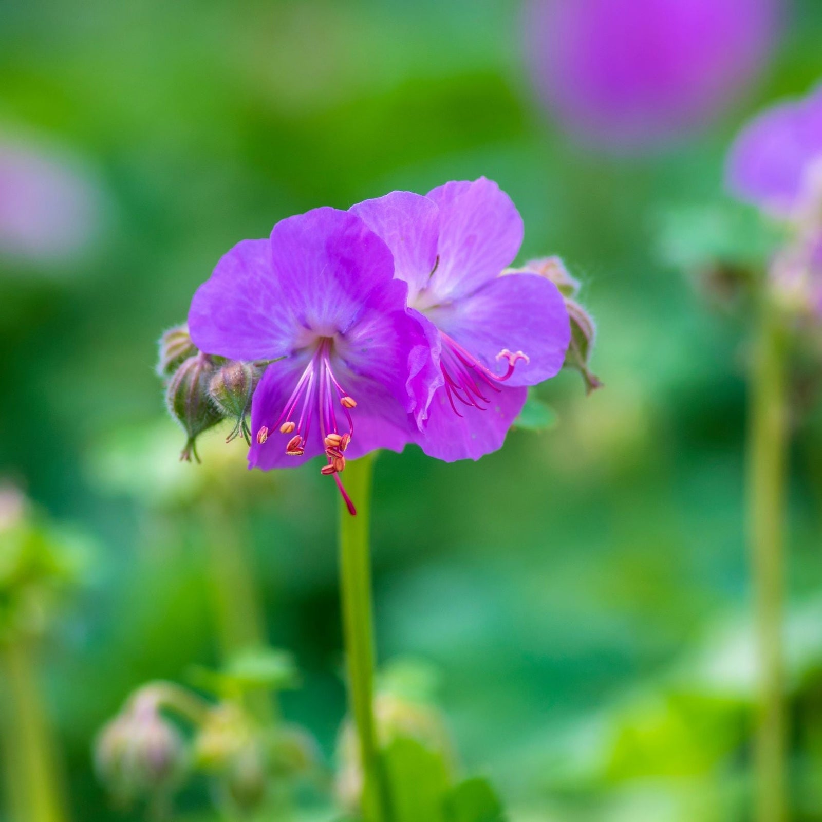 Geranium 'Karmina' 9cm / 2L features vibrant magenta-pink five-petaled flowers blooming above green foliage. Sunlight enhances the vivid colors and delicate textures of this perennial ground cover.