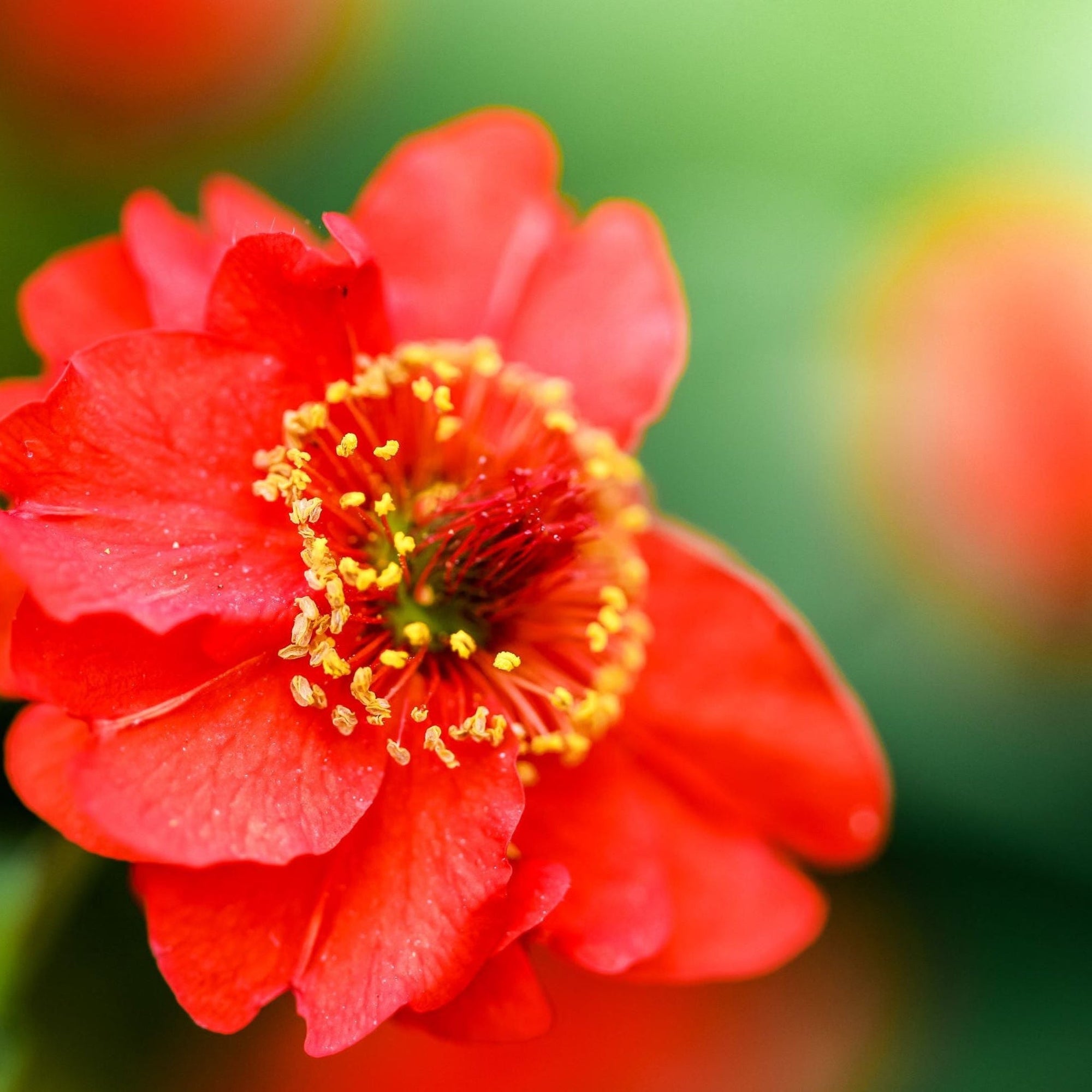 Geum 'Mrs Bradshaw' 9cm/1.5L/3L Pot