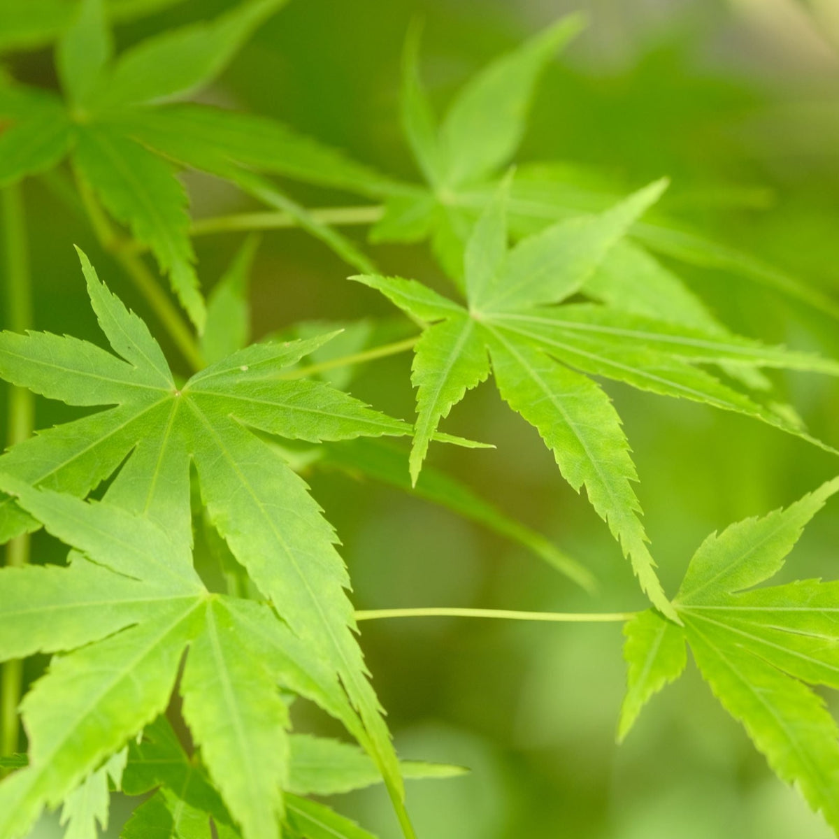 Acer palmatum &#39;Going Green&#39; 10.5cm/2L/3L/45L