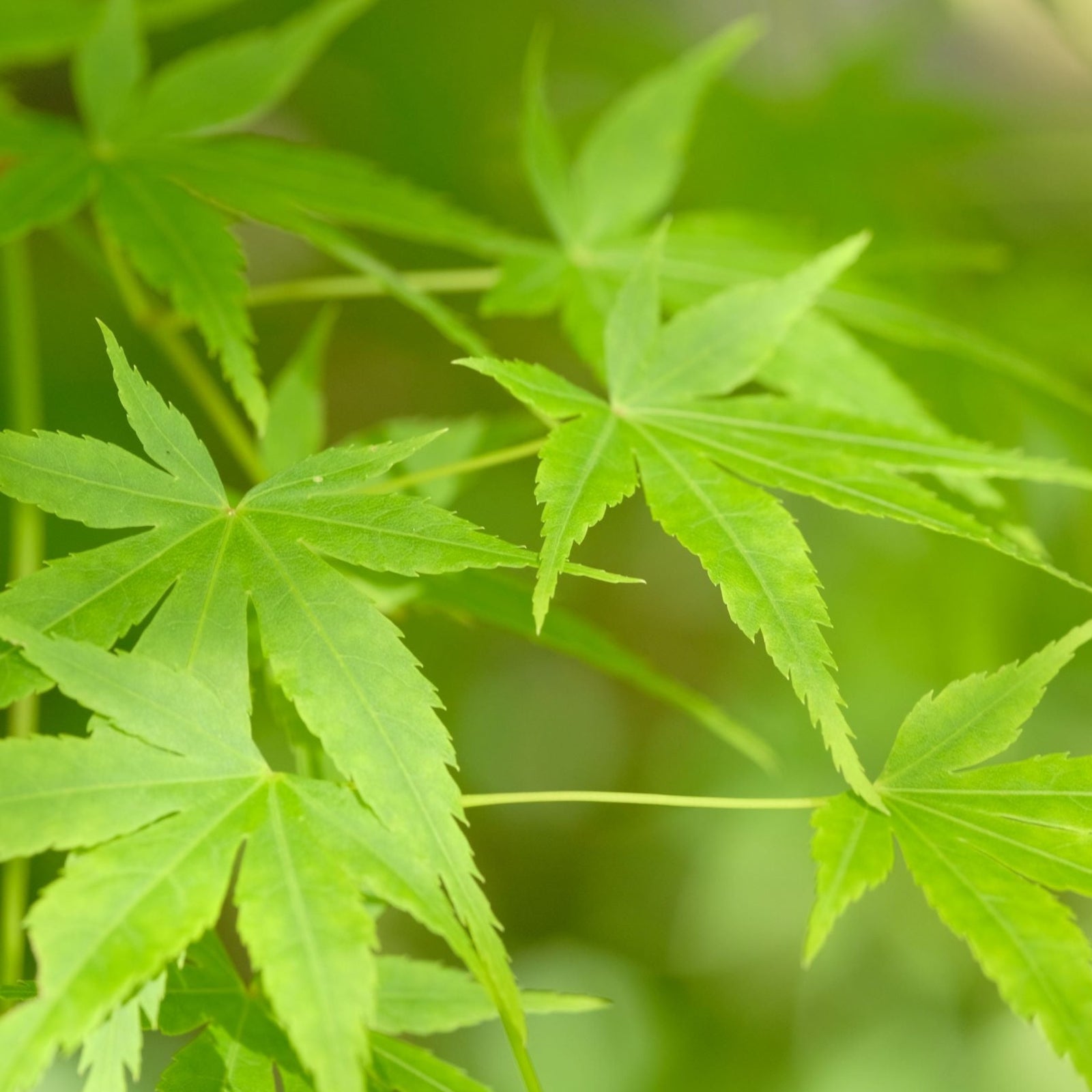 Acer palmatum 'Going Green' 10.5cm/2L/3L/45L