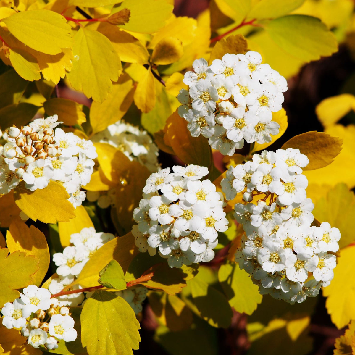 Clusters of small white flowers with yellow centers stand out against the golden foliage of Huge Spiraea - Gold Fountain 10L, creating a vibrant contrast in this close-up nature image.