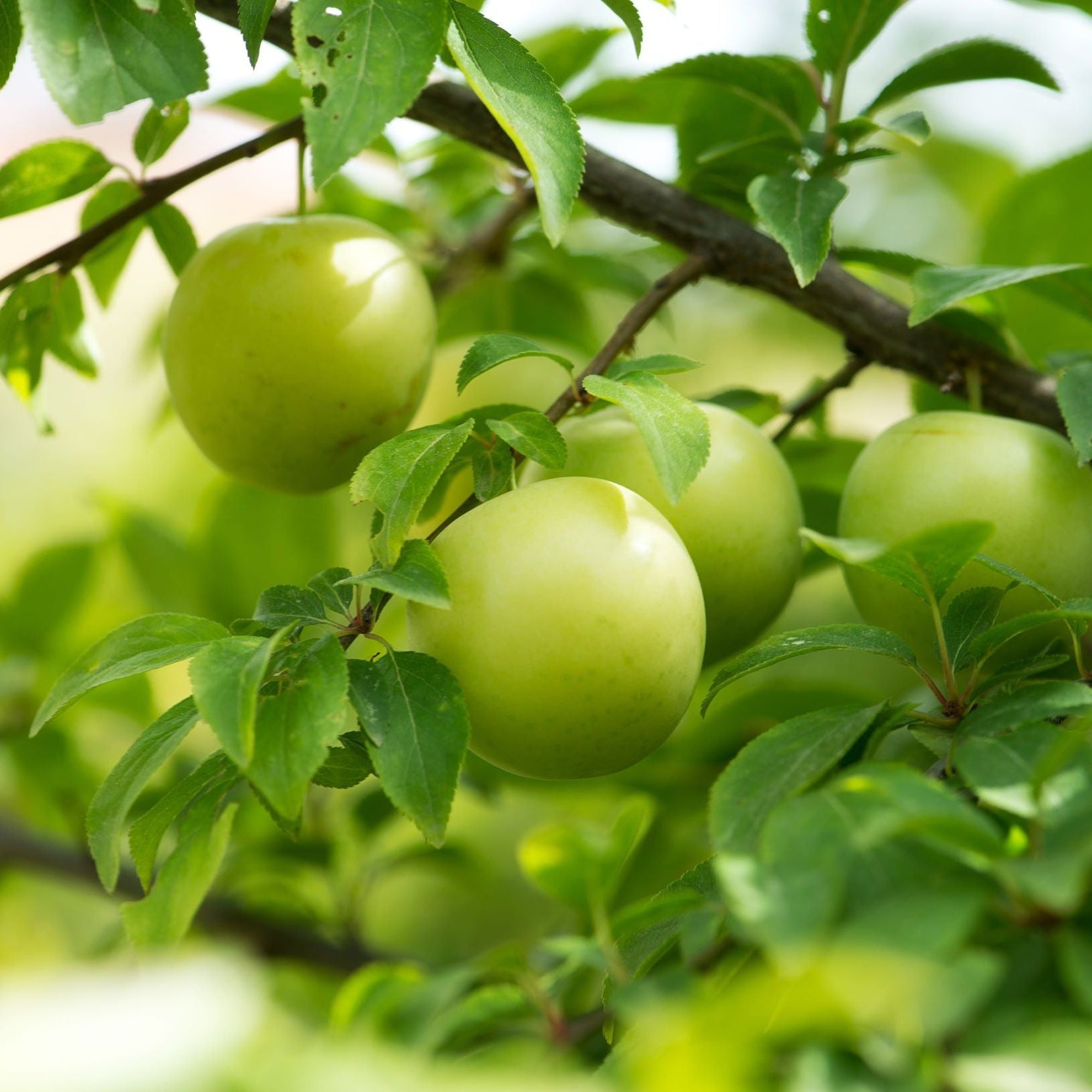 Dwarf/Patio Plum Tree 'Reine Claude D'Oullins' 1M