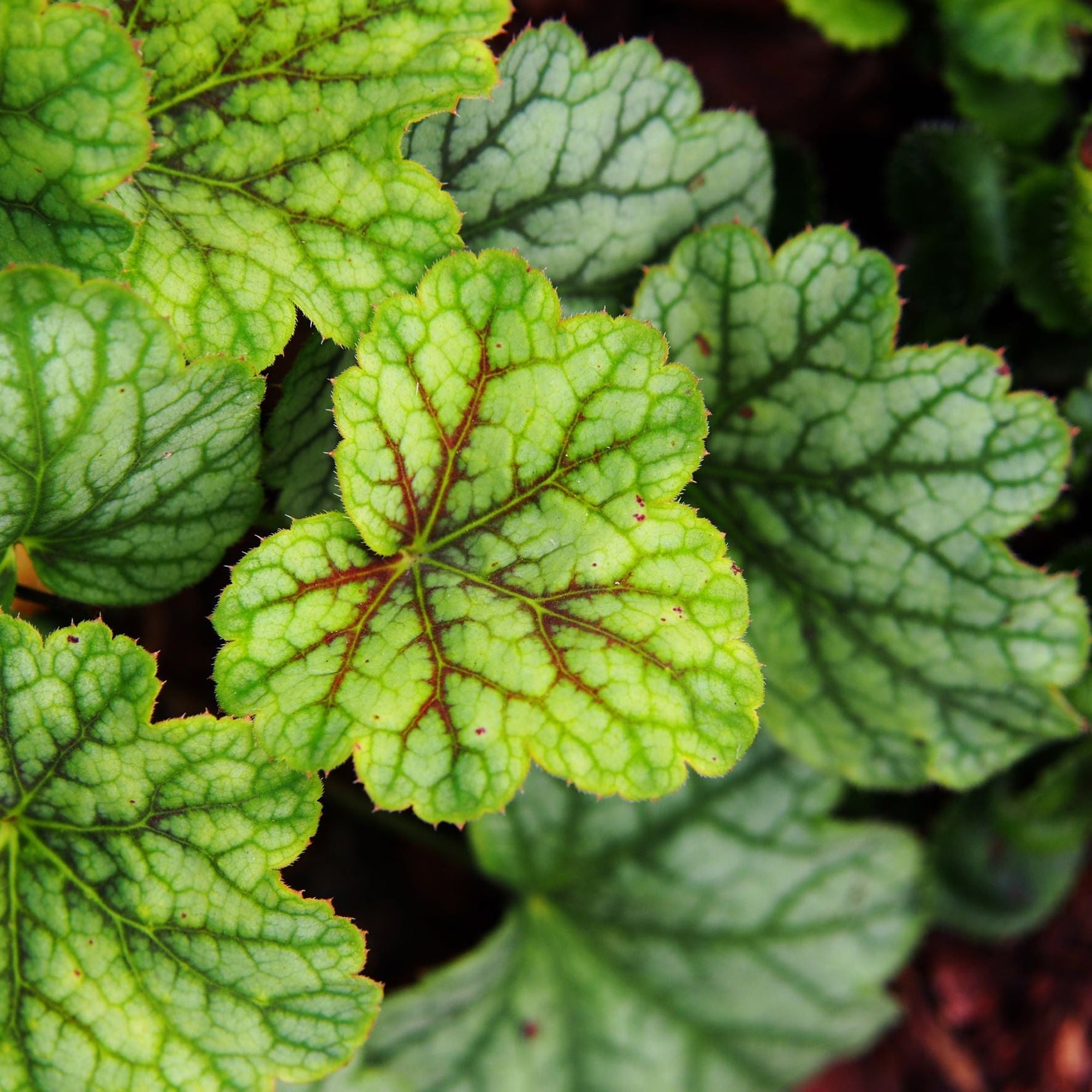 Heuchera 'Green Spice' 2L