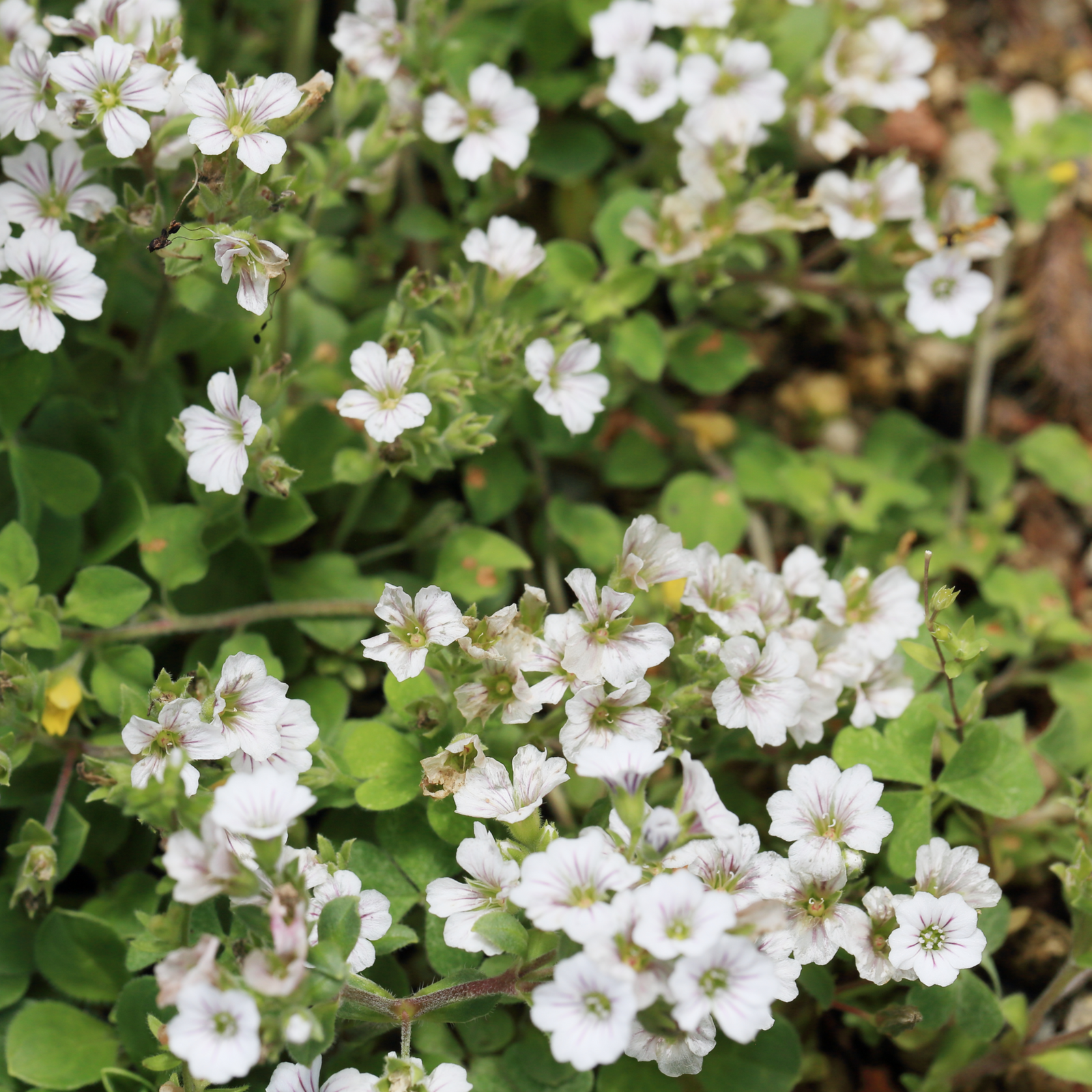 Gypsophila paniculata White 1.5L features clusters of delicate white flowers on thin green stems, making it perfect for a lush, airy ground cover—especially when planted in well-drained soil with similar blooms.