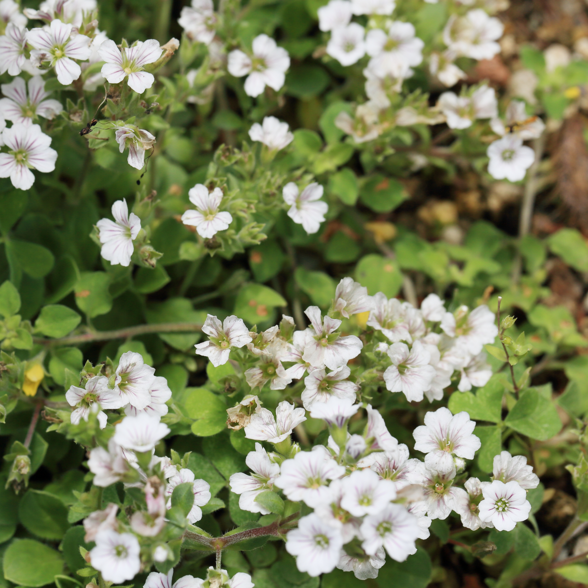 Gypsophila paniculata Snowflake (9cm Pot)