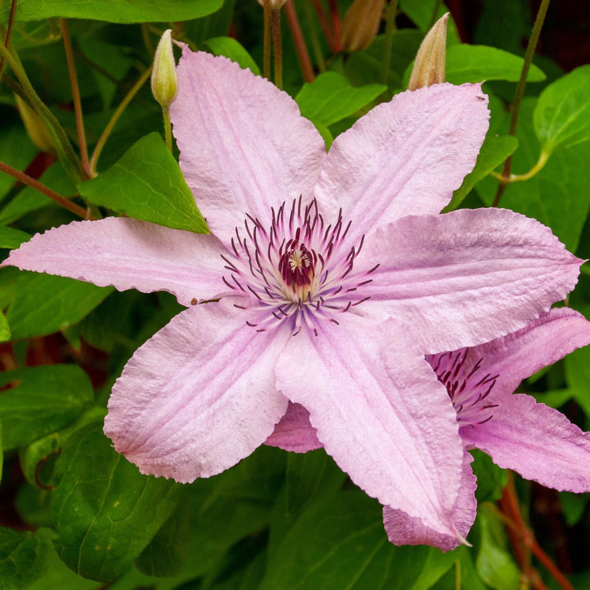 Clematis &#39;Hagley Hybrid&#39; 50cm