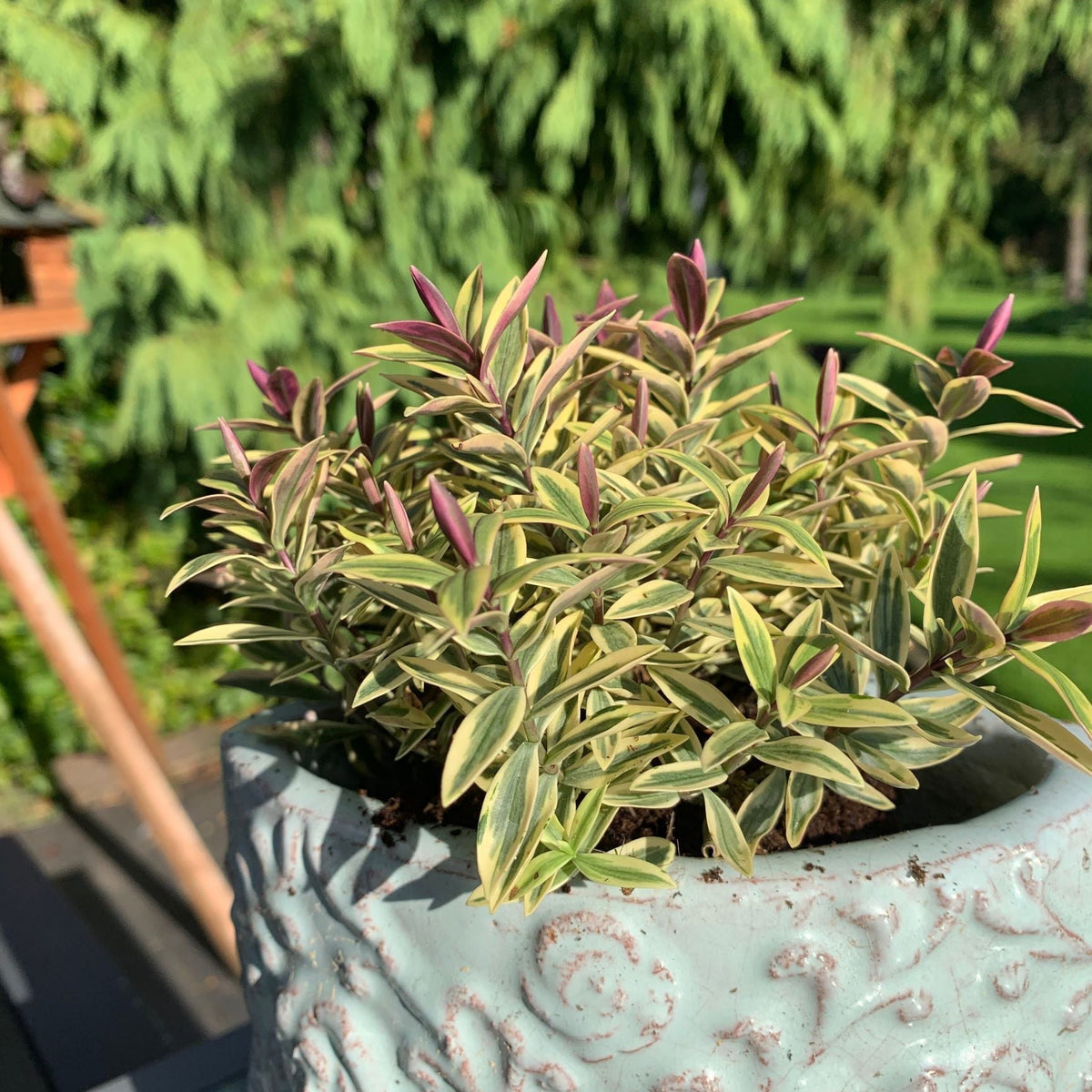 A close-up of Hebe &#39;Medieval Pink Princess&#39; 2L, with green and cream variegated leaves tipped with purple, sits in a textured light blue pot outdoors, with blurred green trees in the background.
