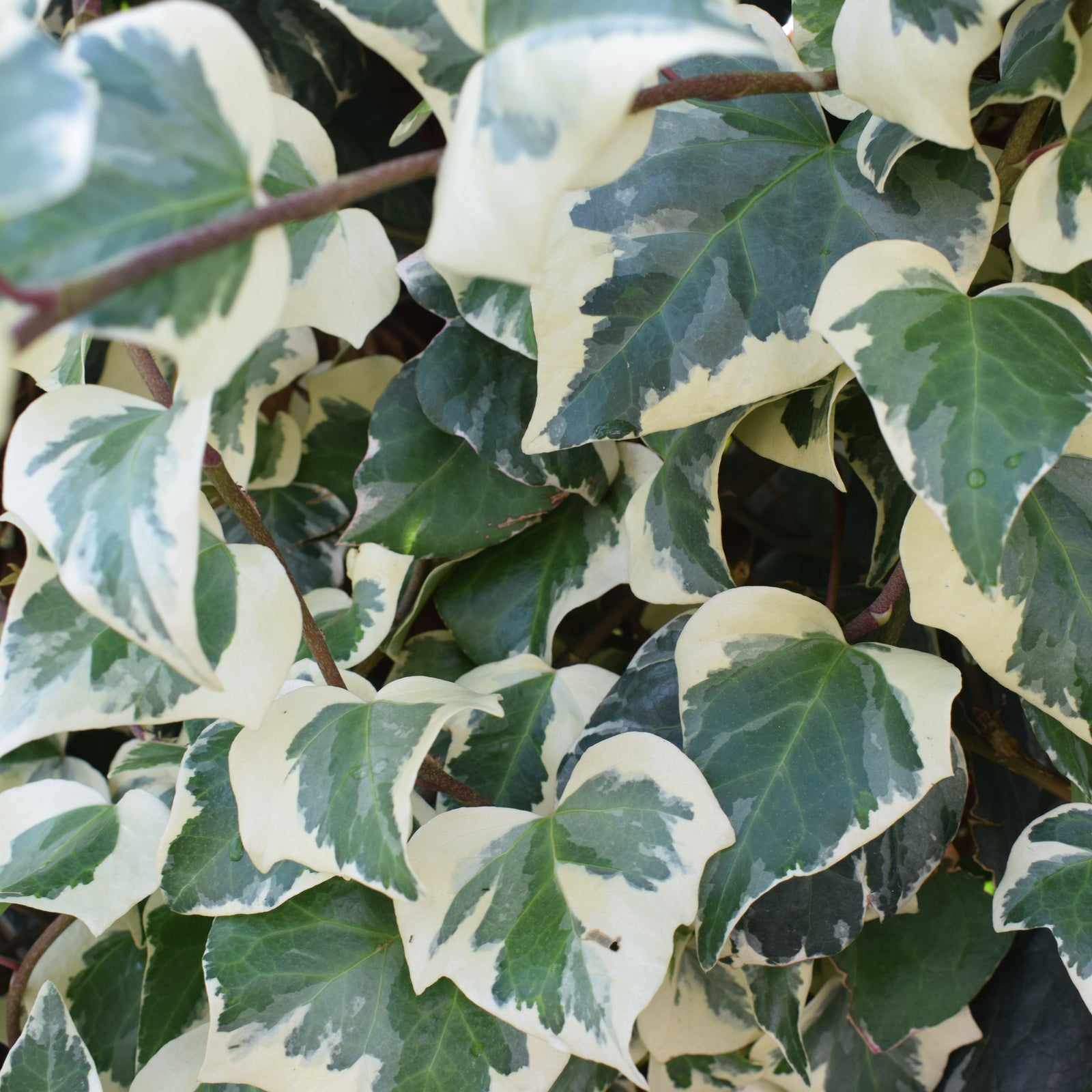 Close-up of Hedera Helix 'Marginata Elegantissima' Climbing Ivy 1m, displaying lush leaves with dark green centers and creamy white edges, densely packed to highlight their striking contrast and detailed patterns.
