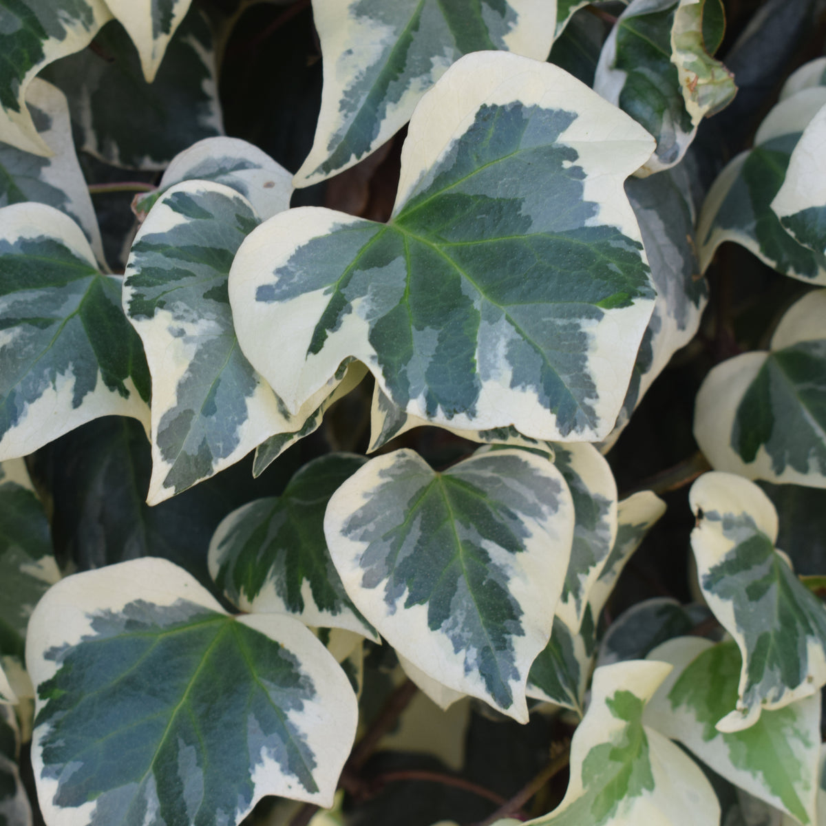 Close-up of Hedera Helix &#39;Marginata Elegantissima&#39; Climbing Ivy 1m, showcasing variegated, heart-shaped leaves with dark green centers and creamy white edges for a striking contrast.