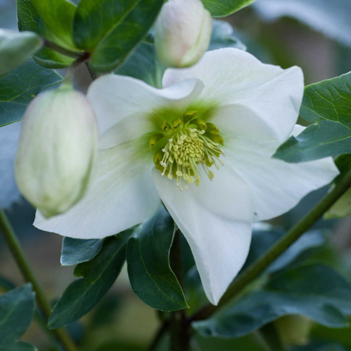 A close-up of Helleborus nyger &#39;Christmas Carol&#39; (Christmas Rose), a winter-blooming perennial hellebore, in bloom with green leaves and buds. Available in 9cm–2L pots.