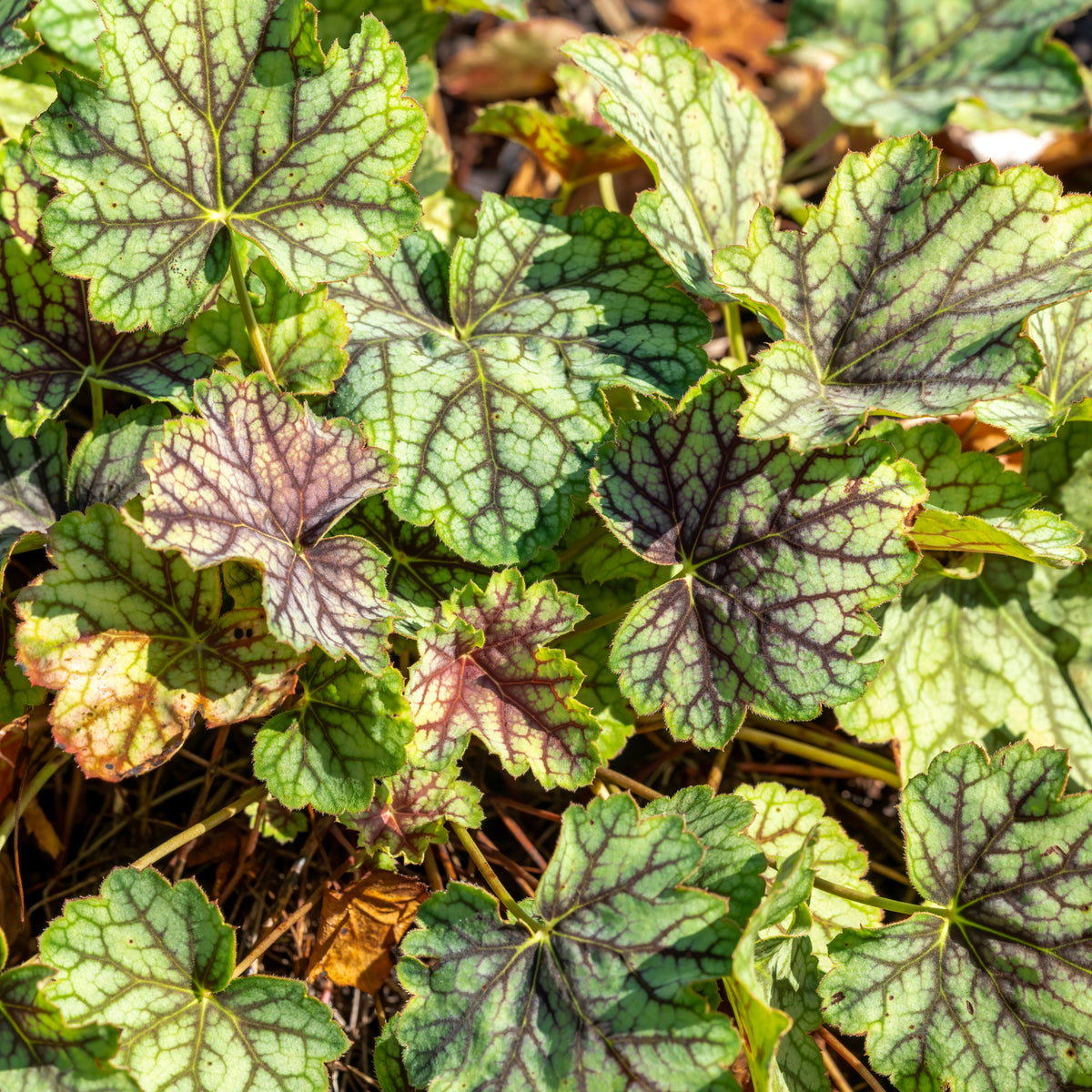 Heuchera &#39;Green Spice&#39; 2L
