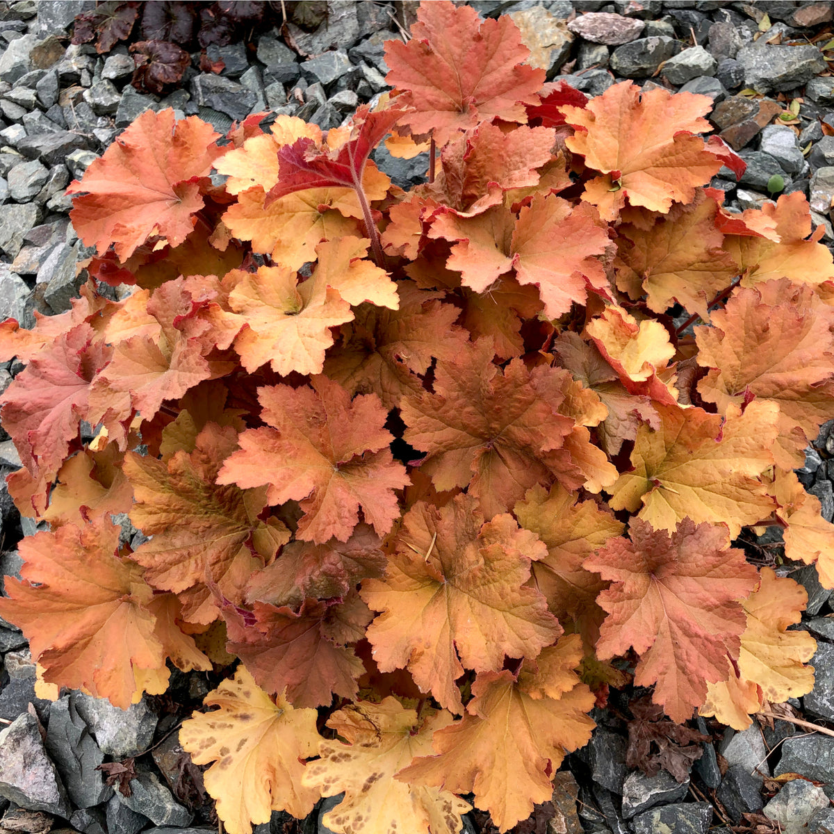 Heuchera &#39;Marmalade&#39; 2L