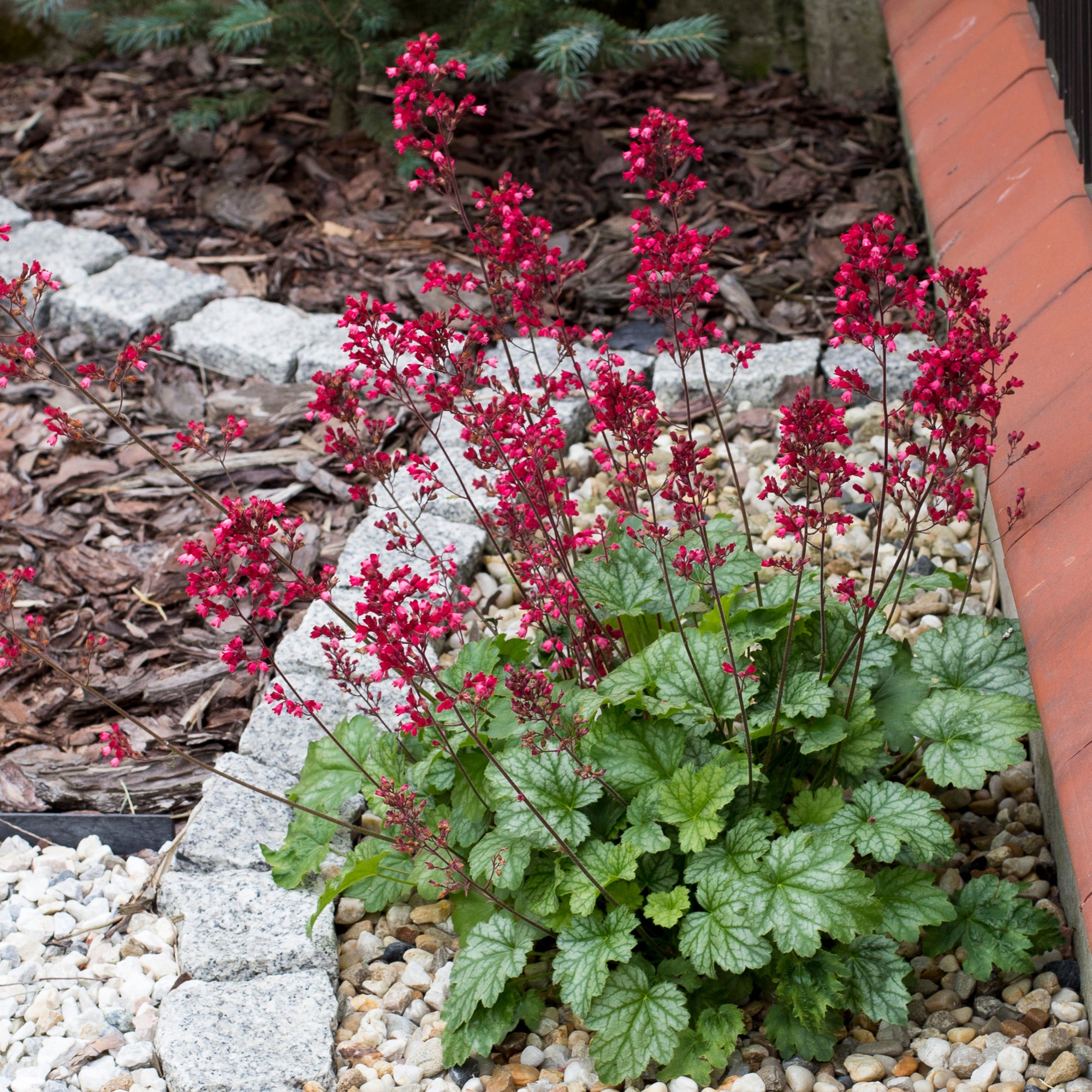 Heuchera 'Paris’ 2L