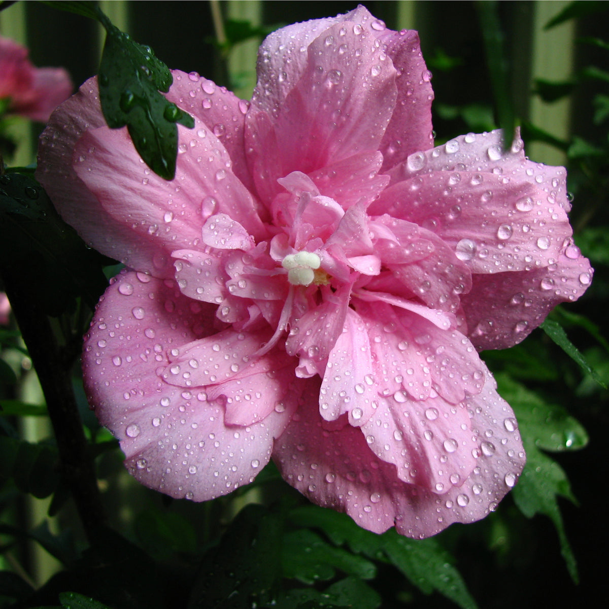 A close-up of a Hibiscus Syriacus &#39;Ardens&#39; - Pink flower with water droplets on its petals, set against green leaves and a blurred background.