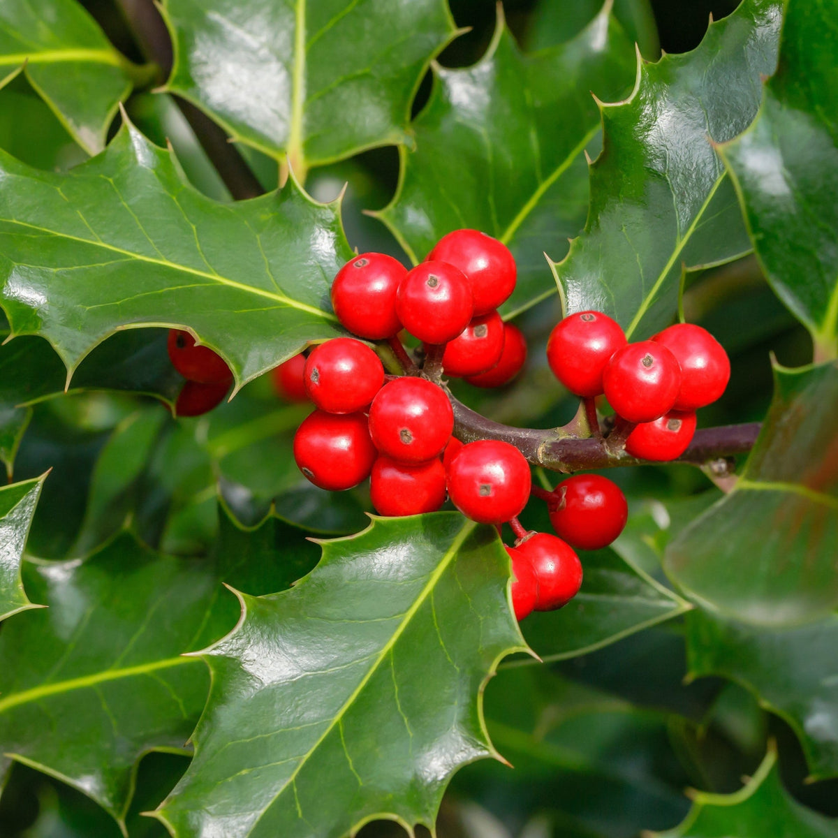 Clusters of bright red berries nestle among glossy, spiky-edged green leaves on the evergreen Ilex &#39;Blue Angel&#39; Holly 5L shrub.