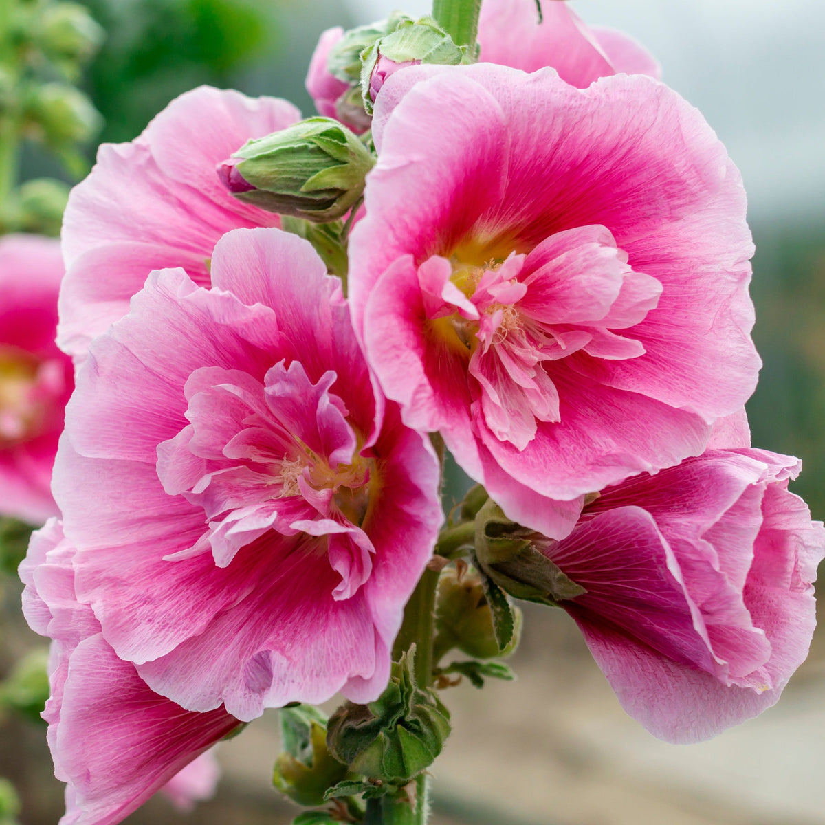 Hollyhock (Alcea) &#39;Spring Celebrities Rose&#39; - Pink 1.5L